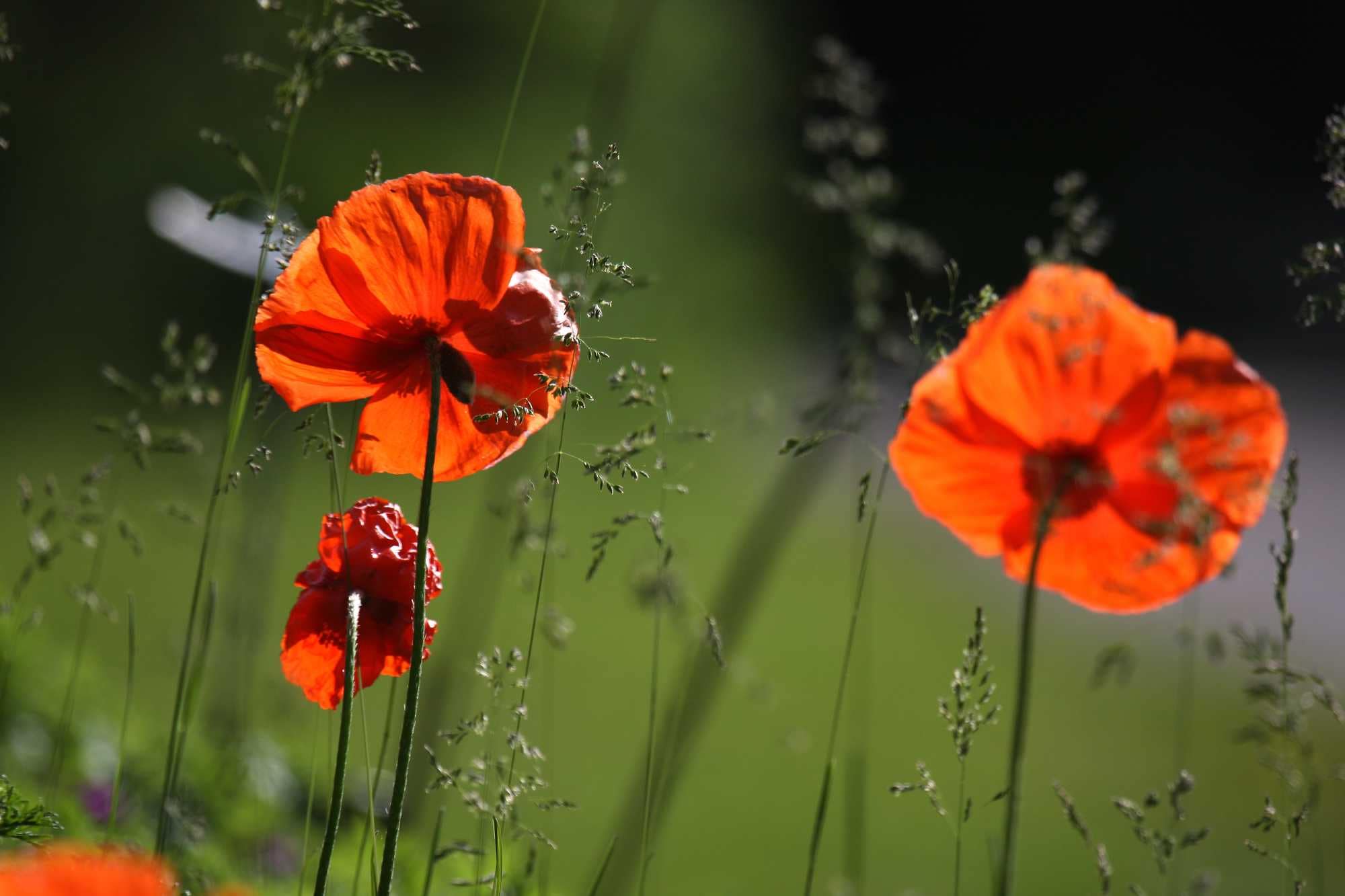 beeld vtwonen Shutterstock / anotherlook