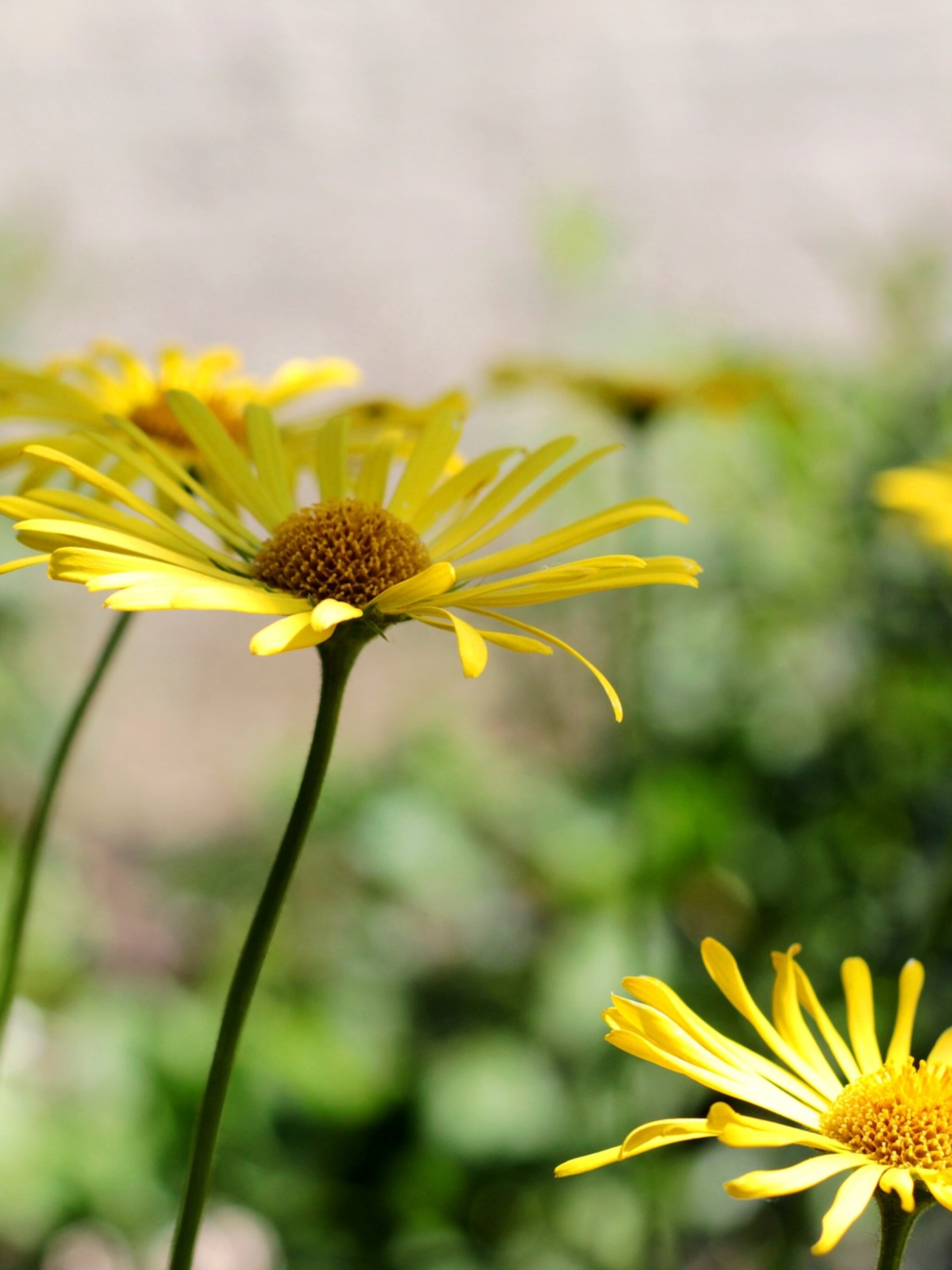 alles over de voorjaarszonnebloem