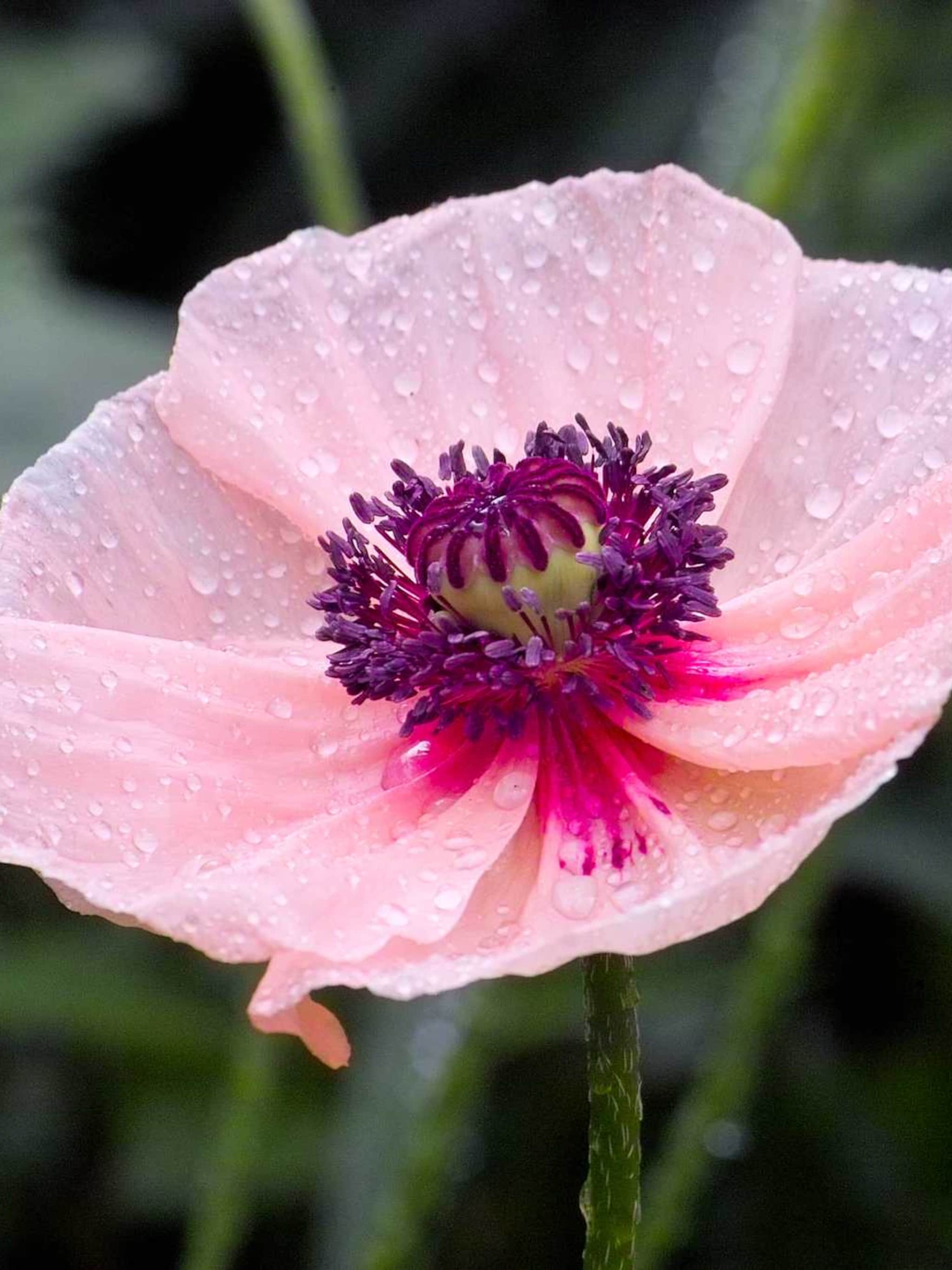 oosterse papaver catharina