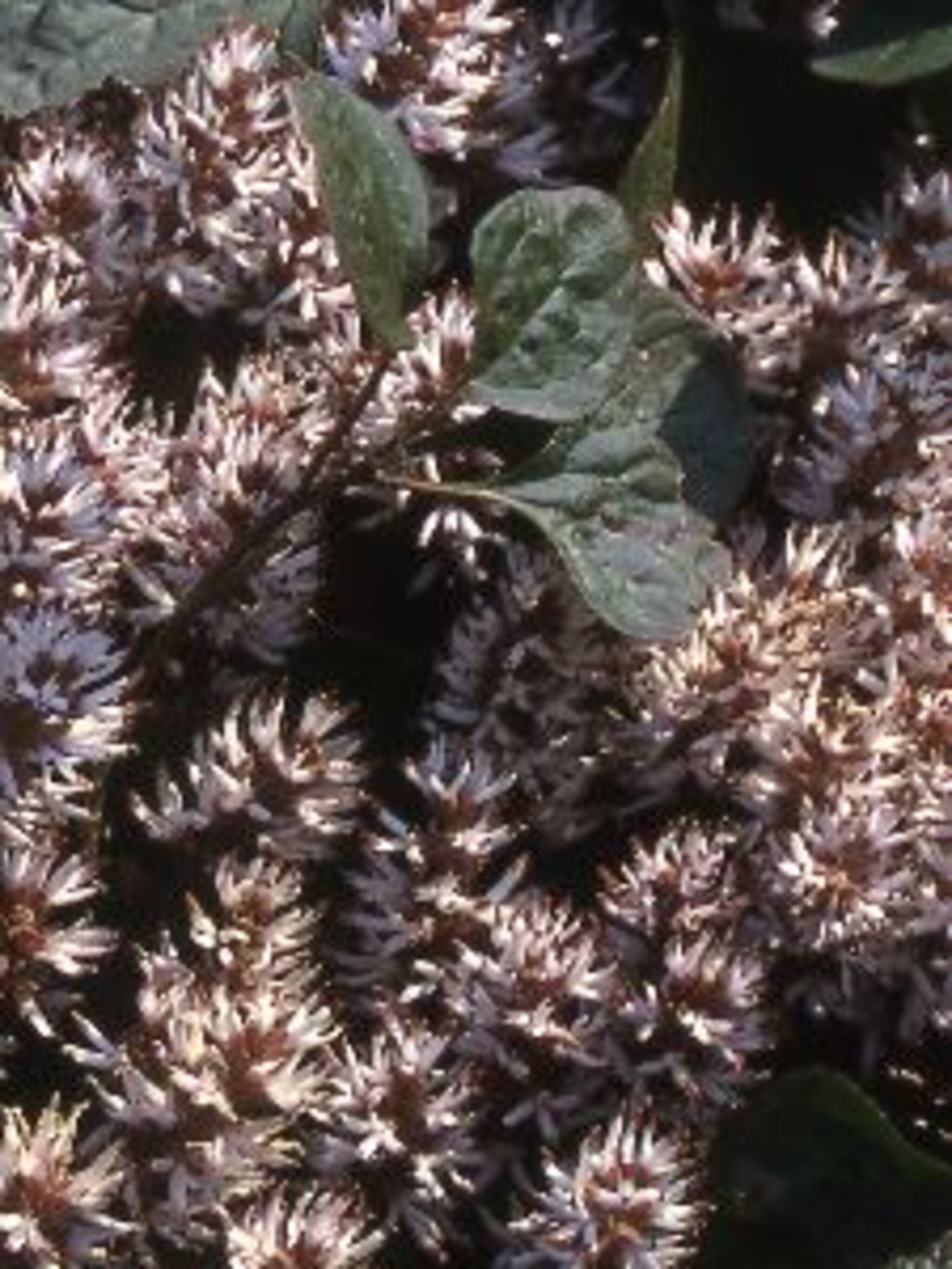 pachysandra procumbens