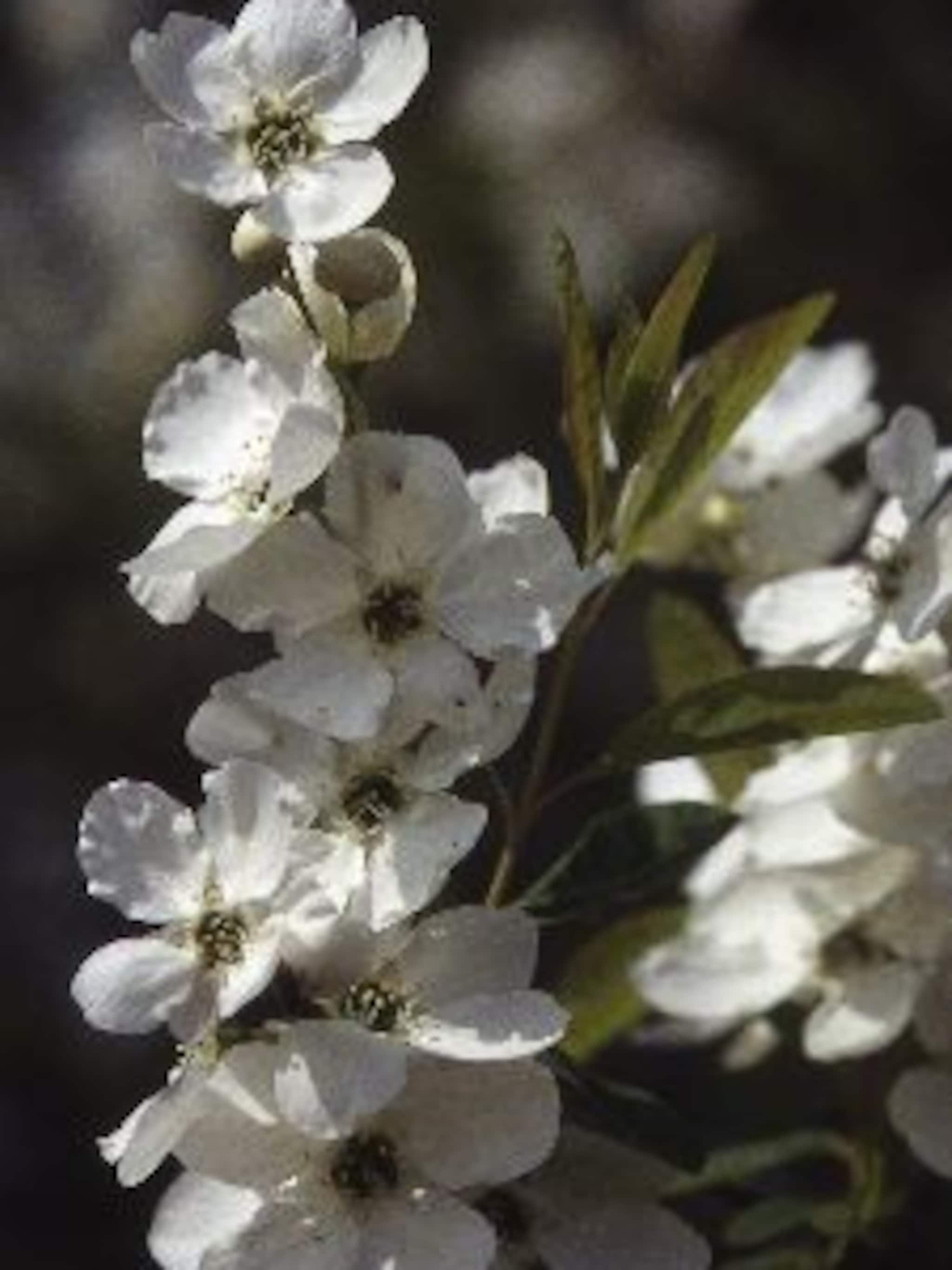 parelstruik exochorda racemosa