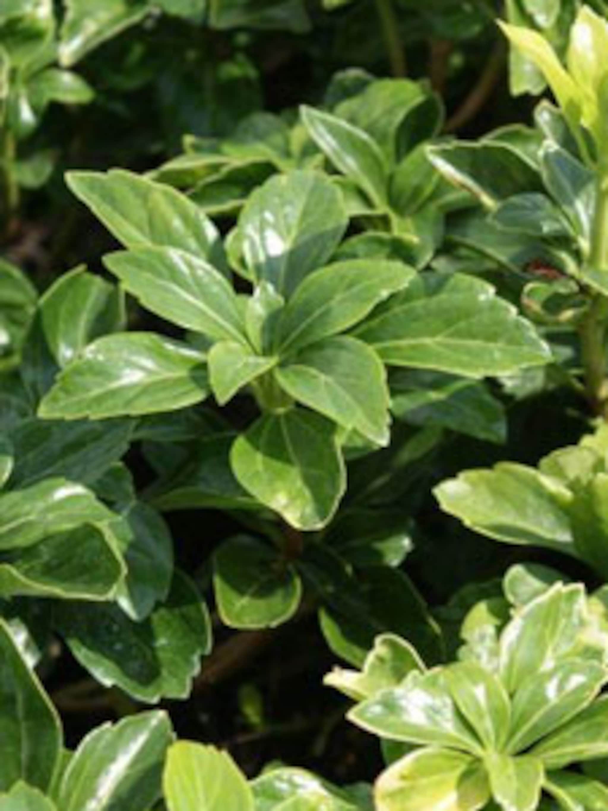 pachysandra green sheen