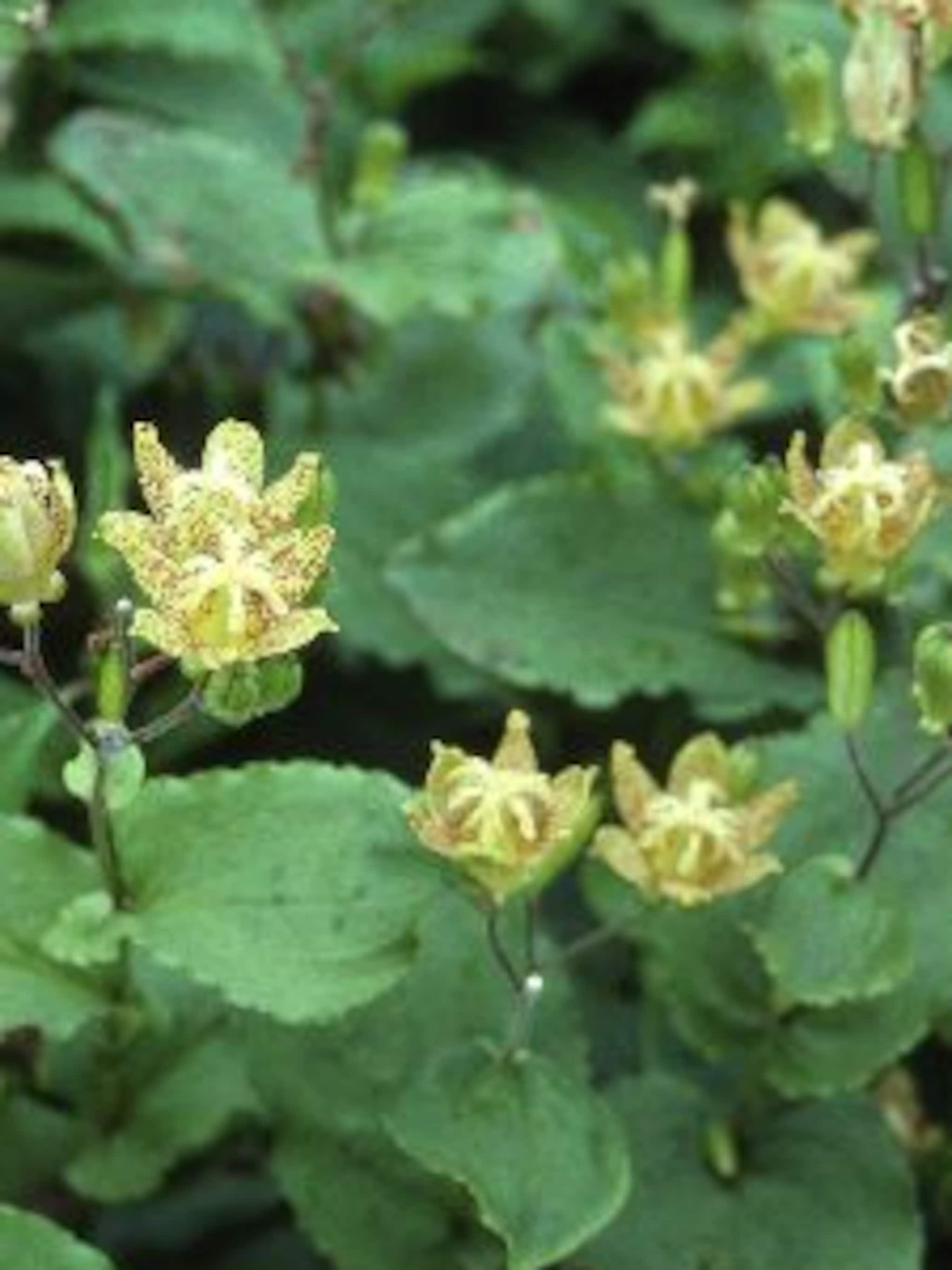 paddenlelie tricyrtis formosana