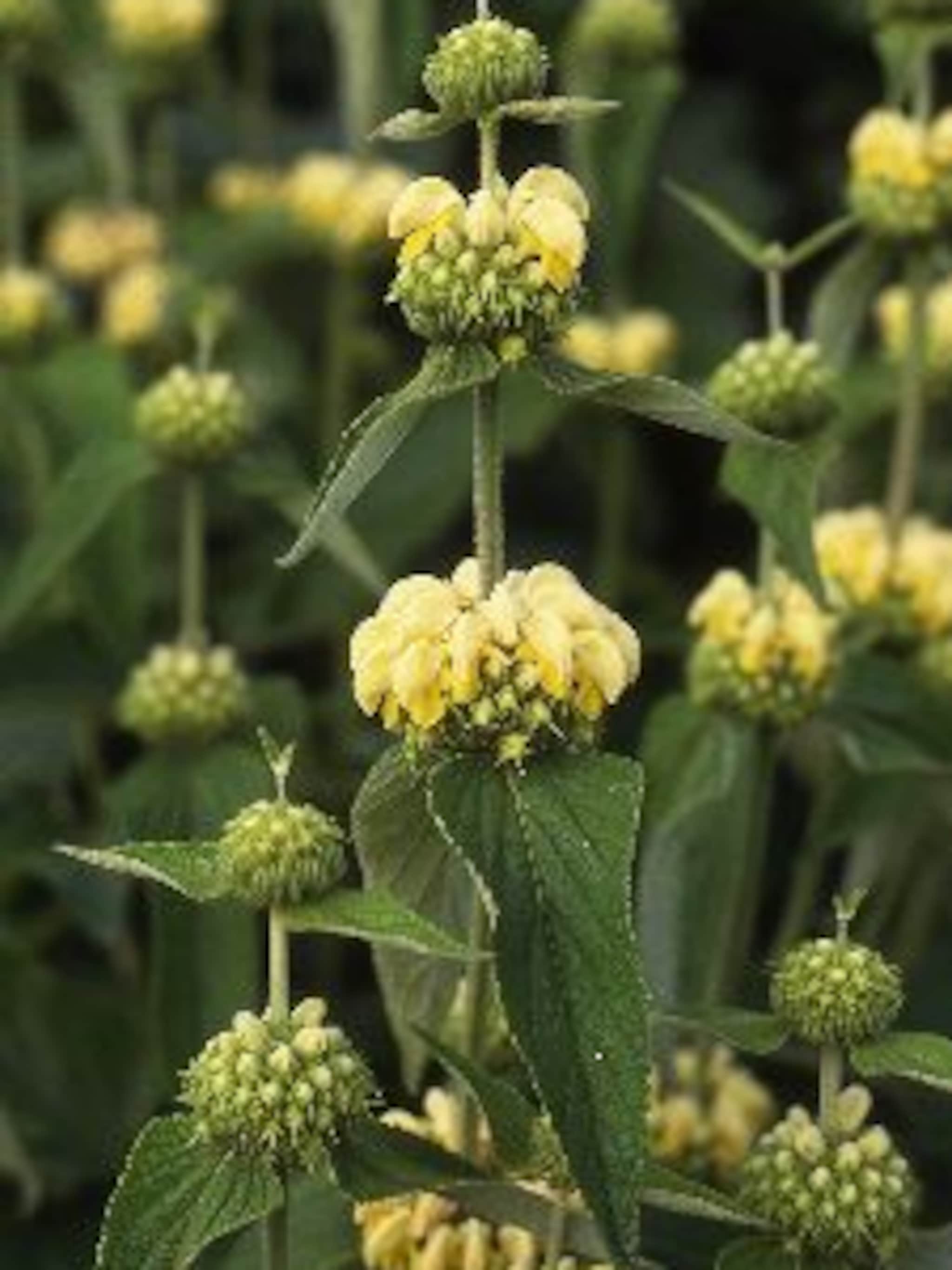phlomis