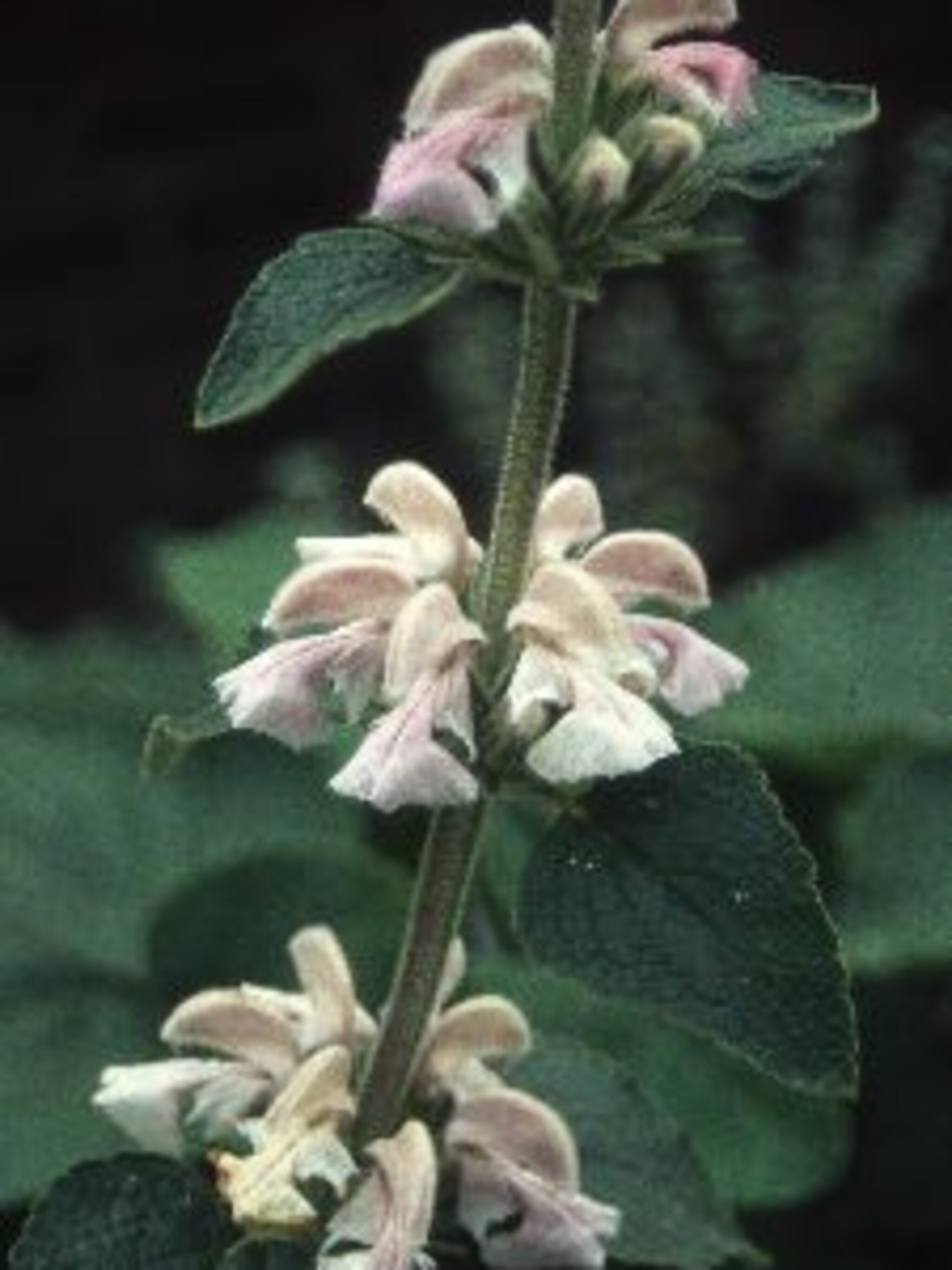 phlomis samia
