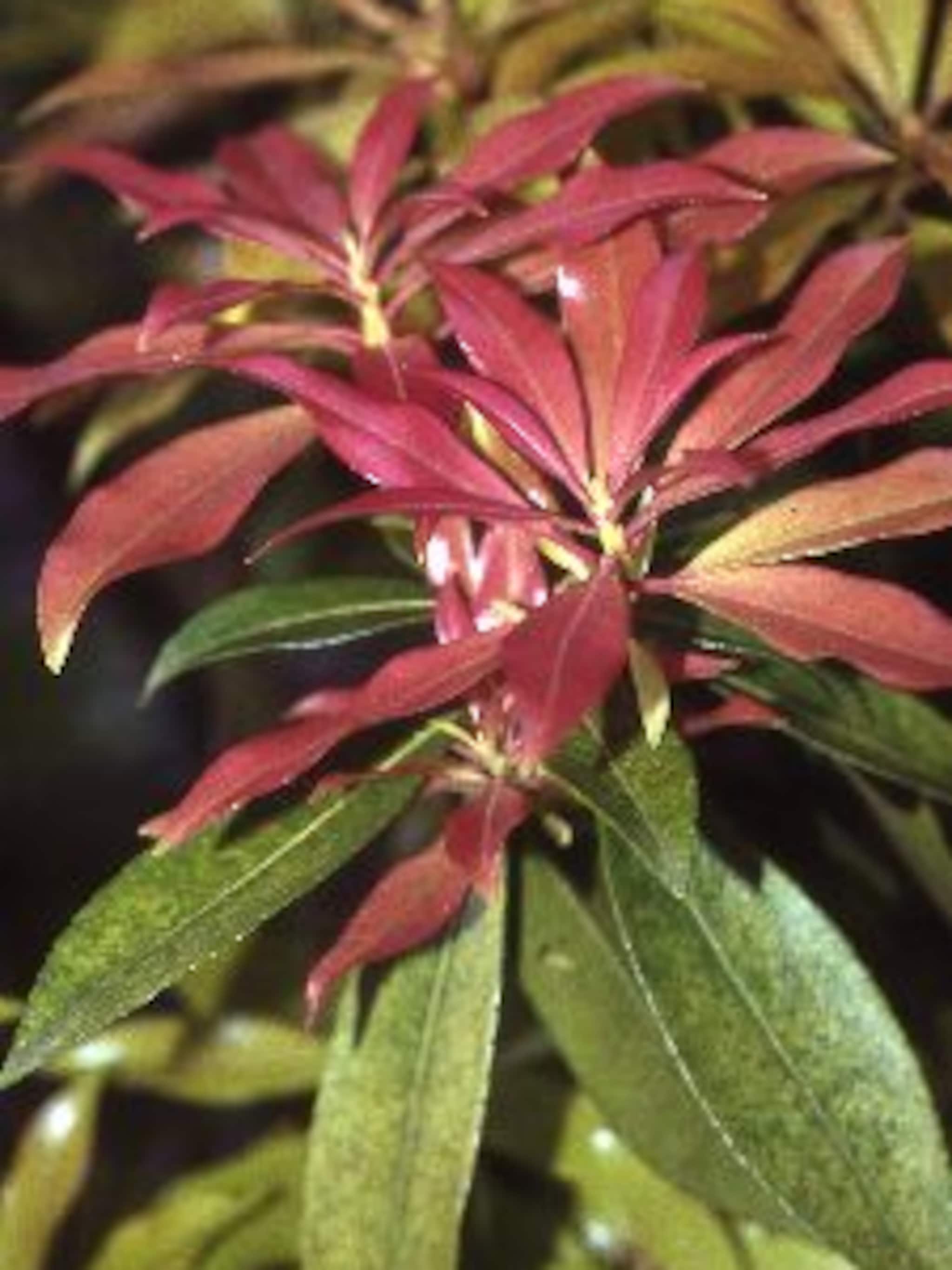 pieris forest flame