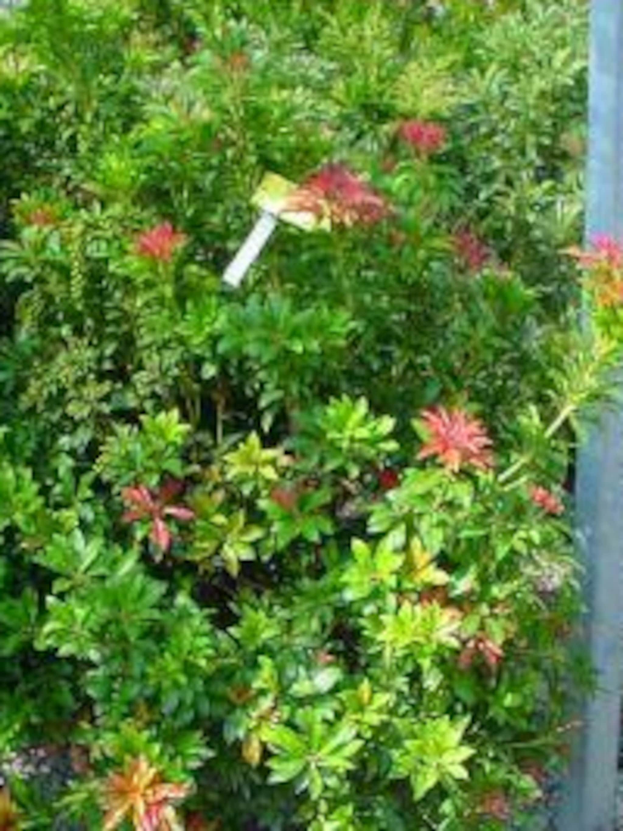 pieris mountain fire