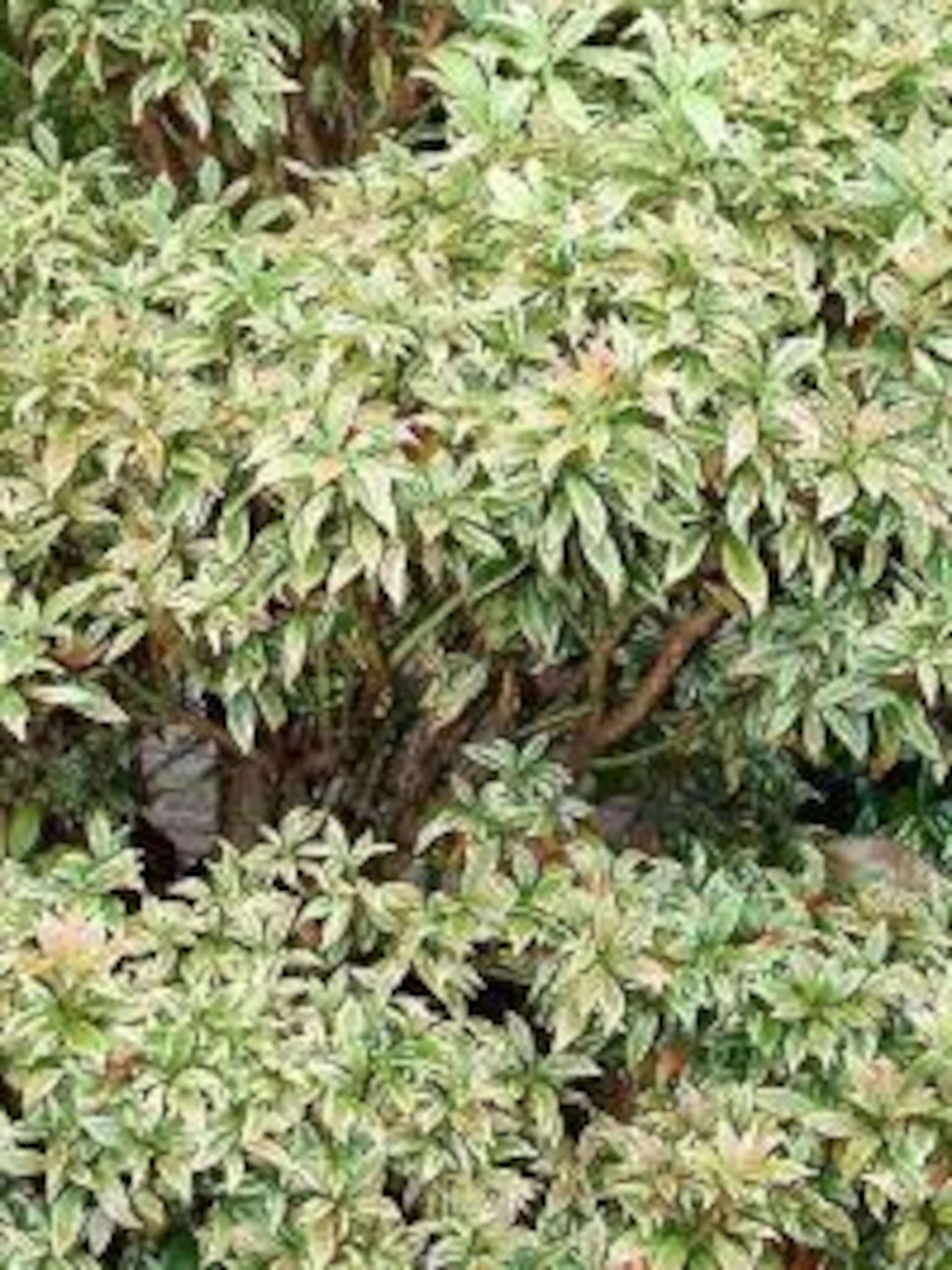 pieris