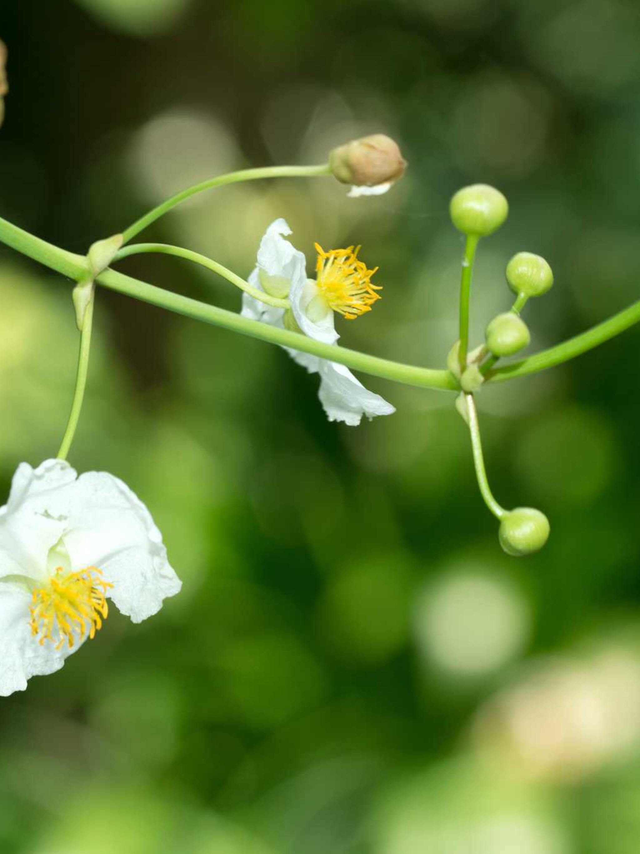 pijlkruid sagittaria