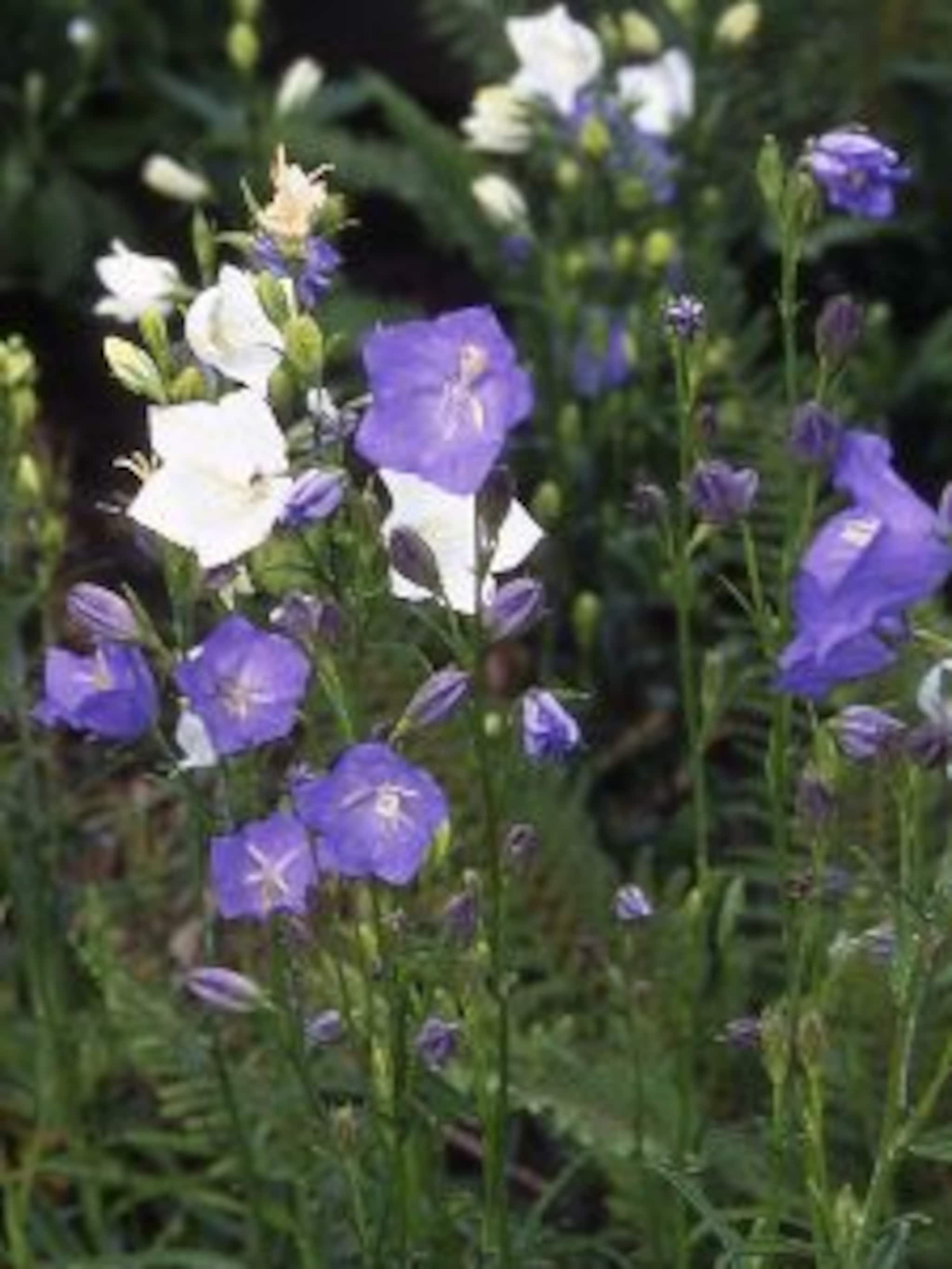 perzikbladklokje campanula persicifolia