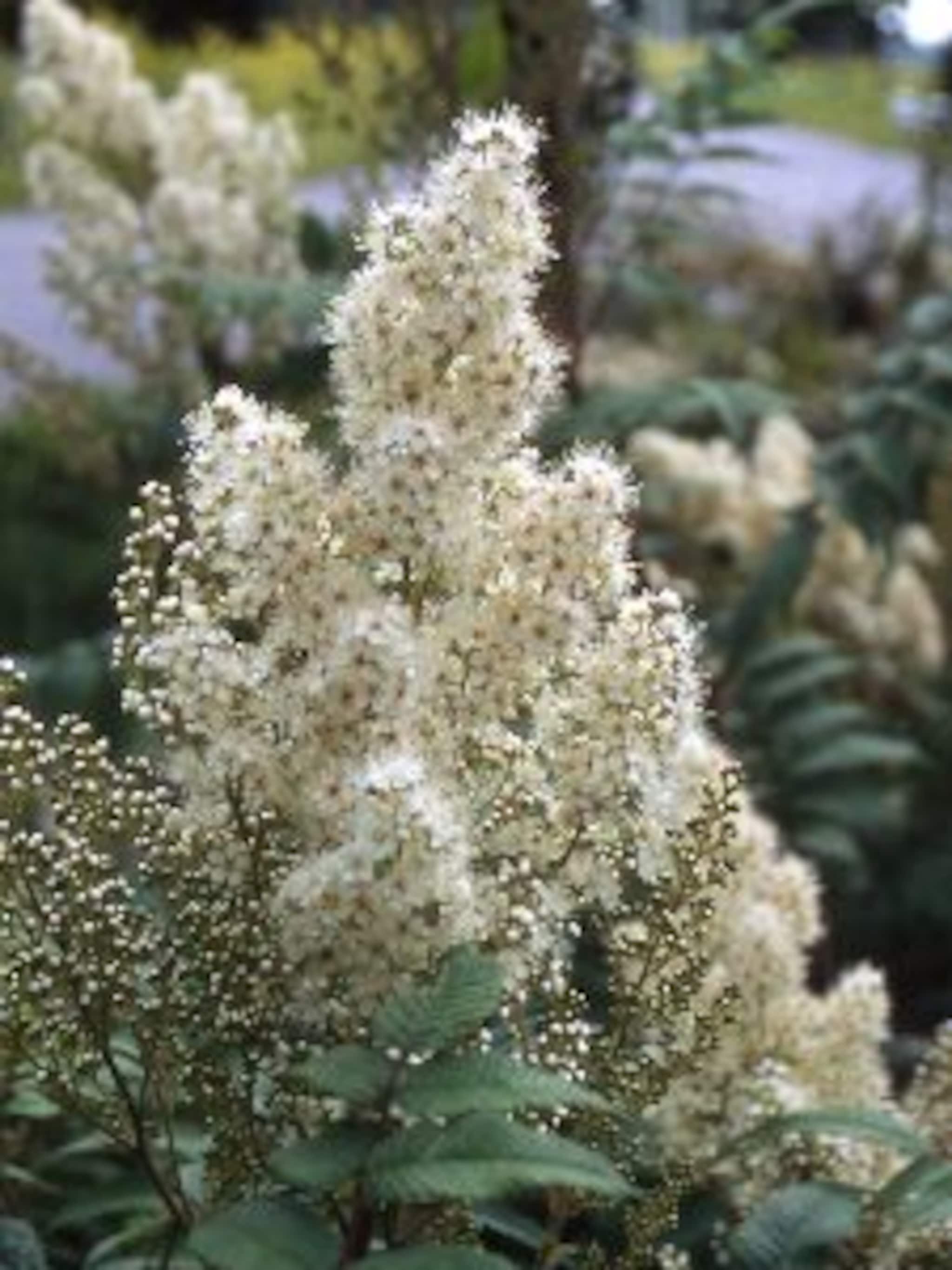pluimspirea ariifolius