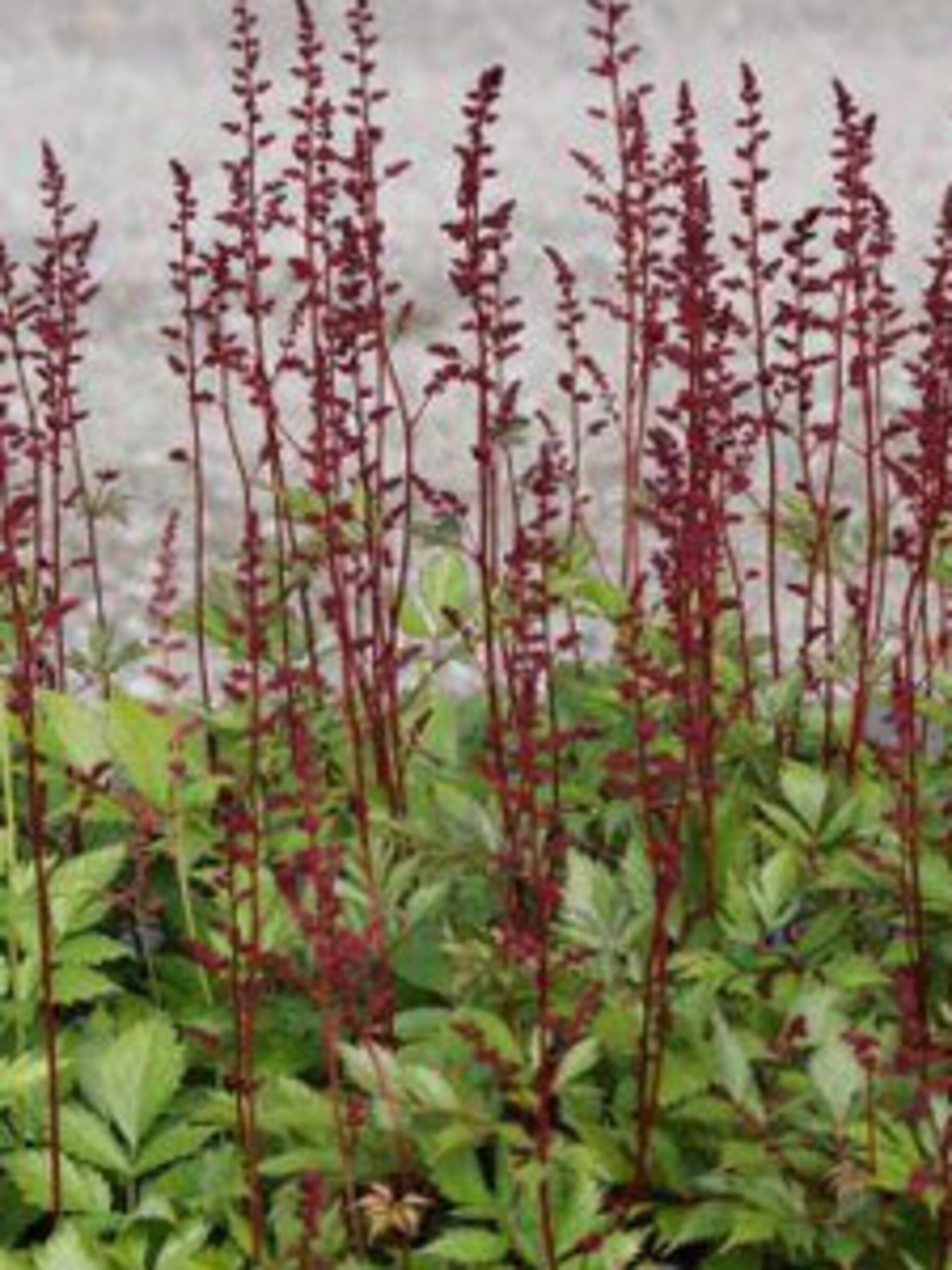 pluimspirea fanal