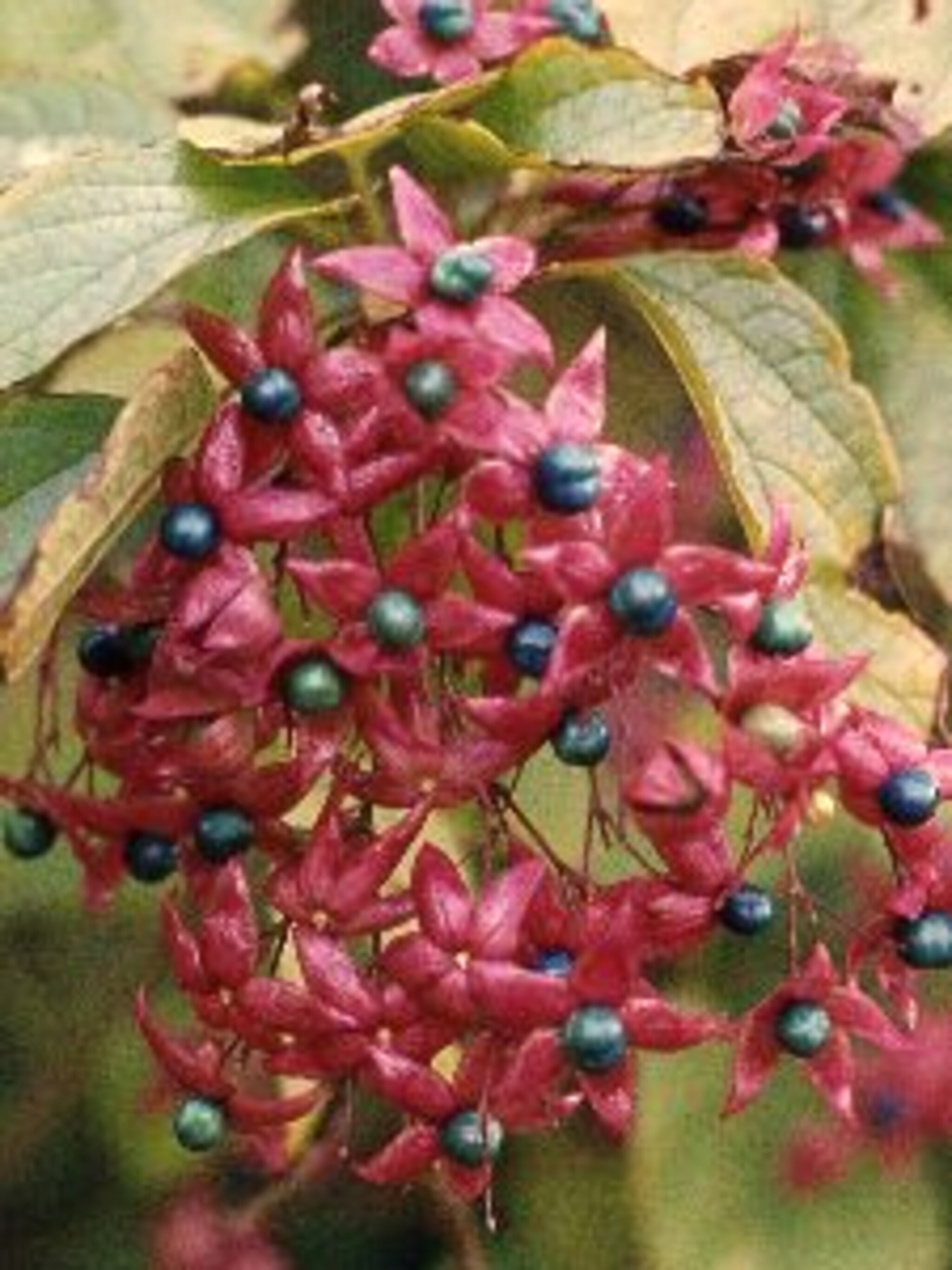 pindakaasboom clerodendrum var fargesii