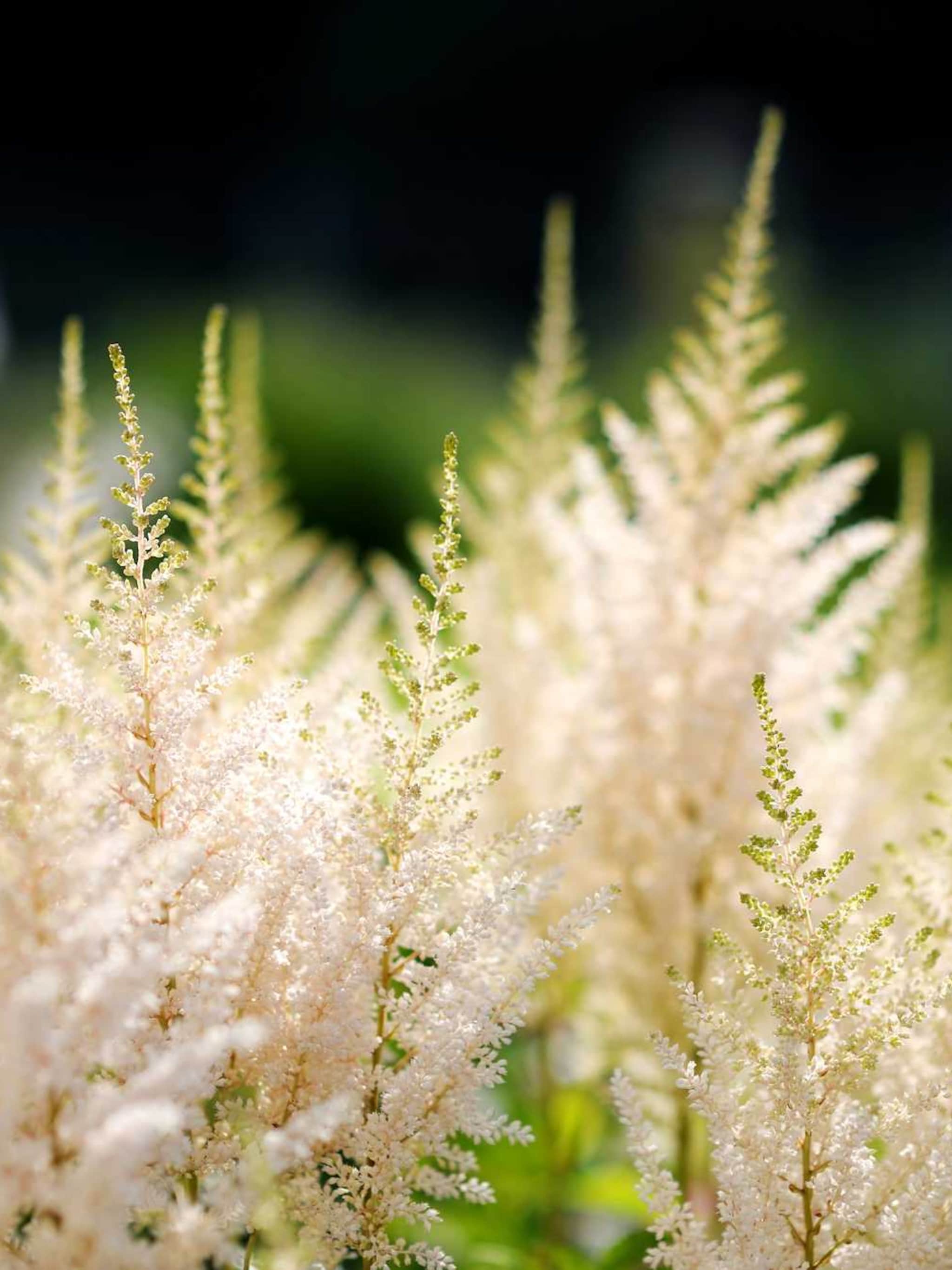 pluimspirea praecox alba