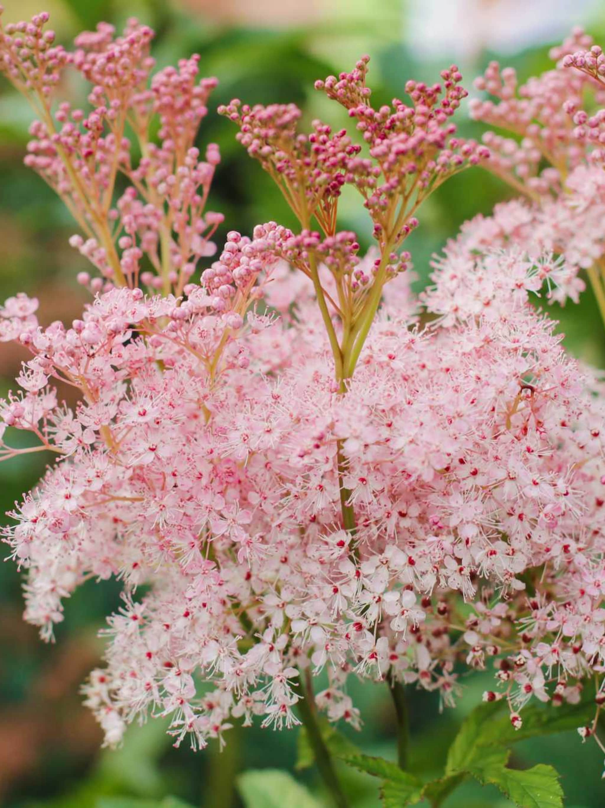 pluimspirea inshriach pink