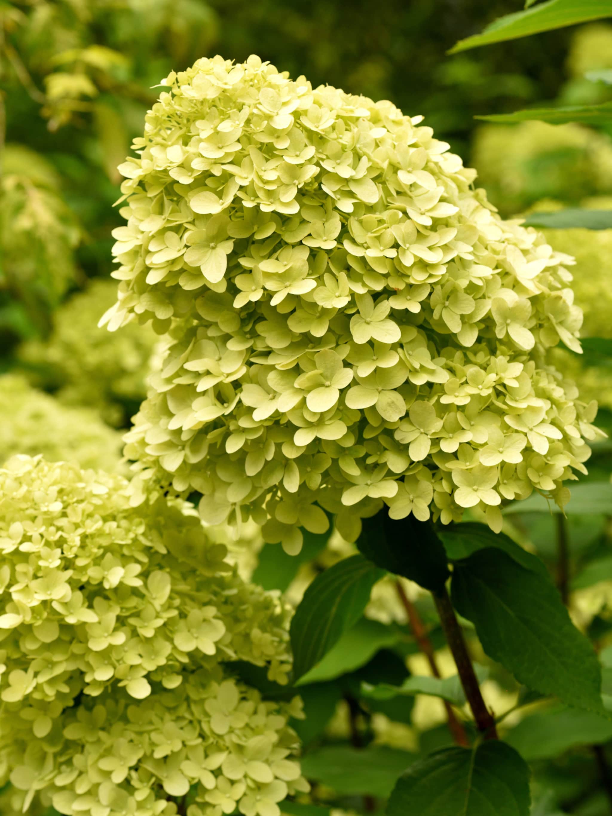 alles over de pluimhortensia limelight
