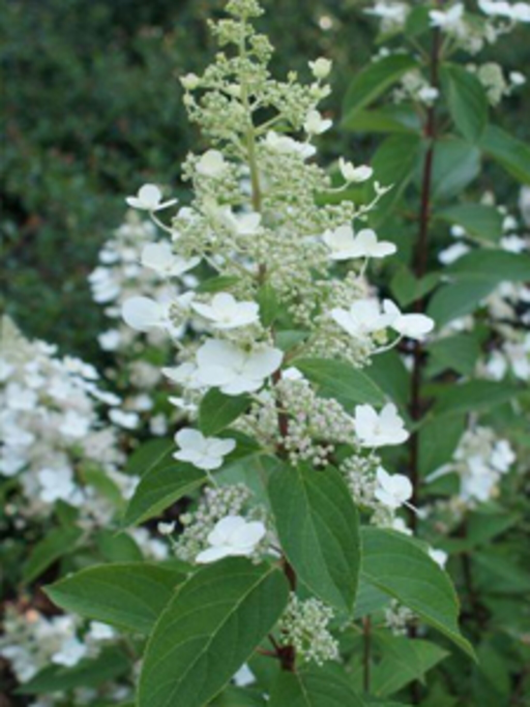 pluimhortensia tardiva