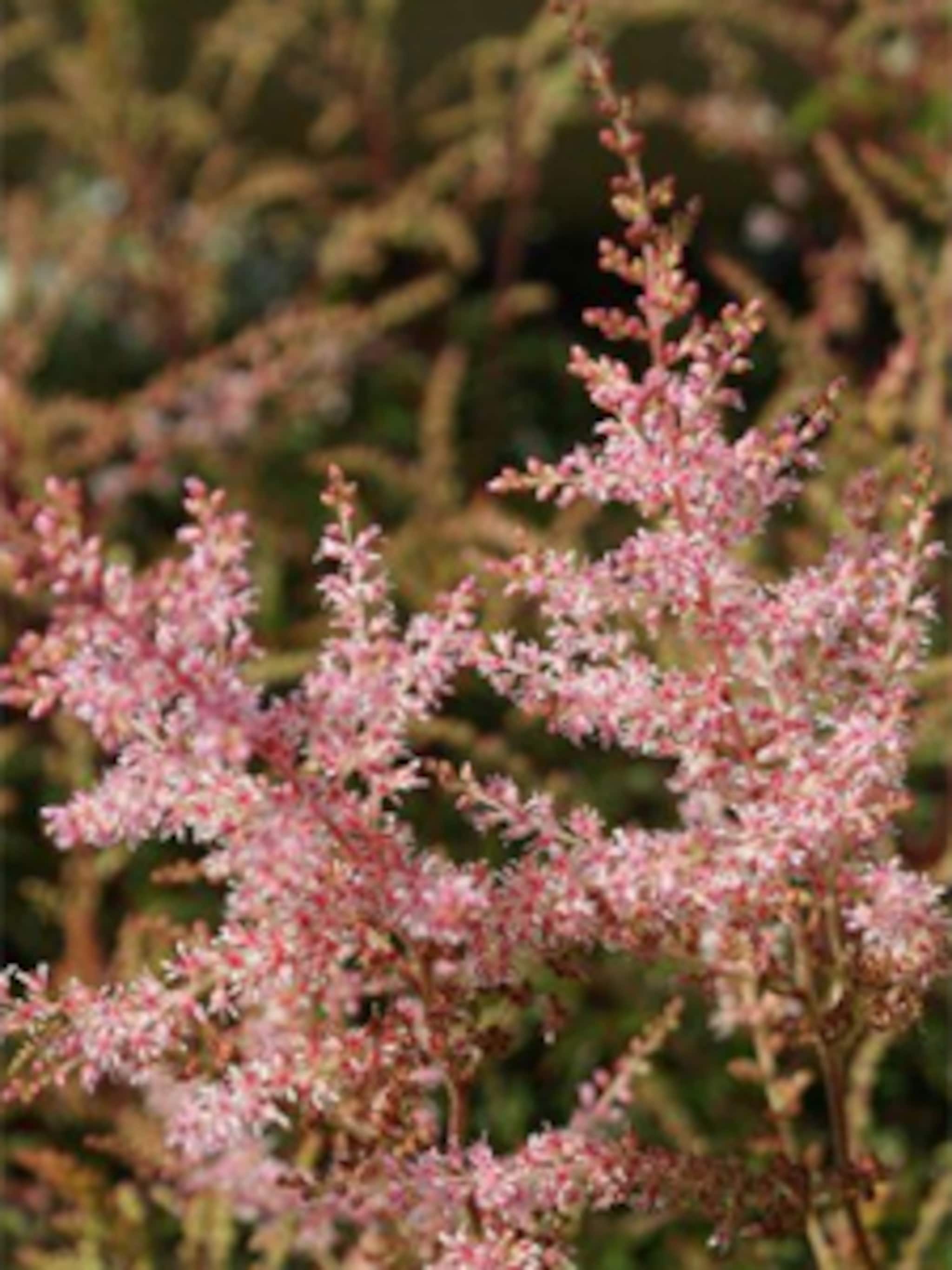pluimspirea sprite