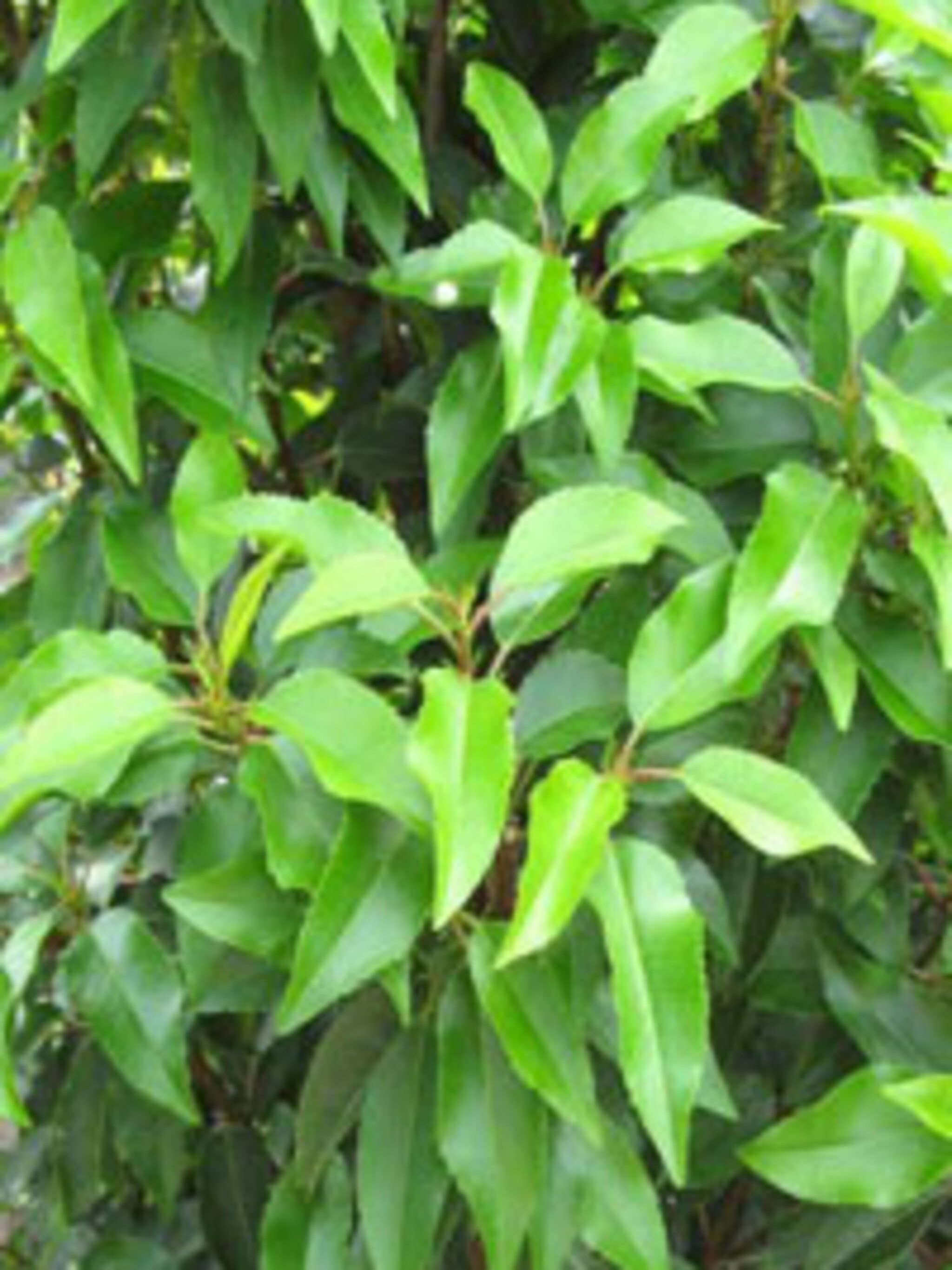 portugese laurierkers