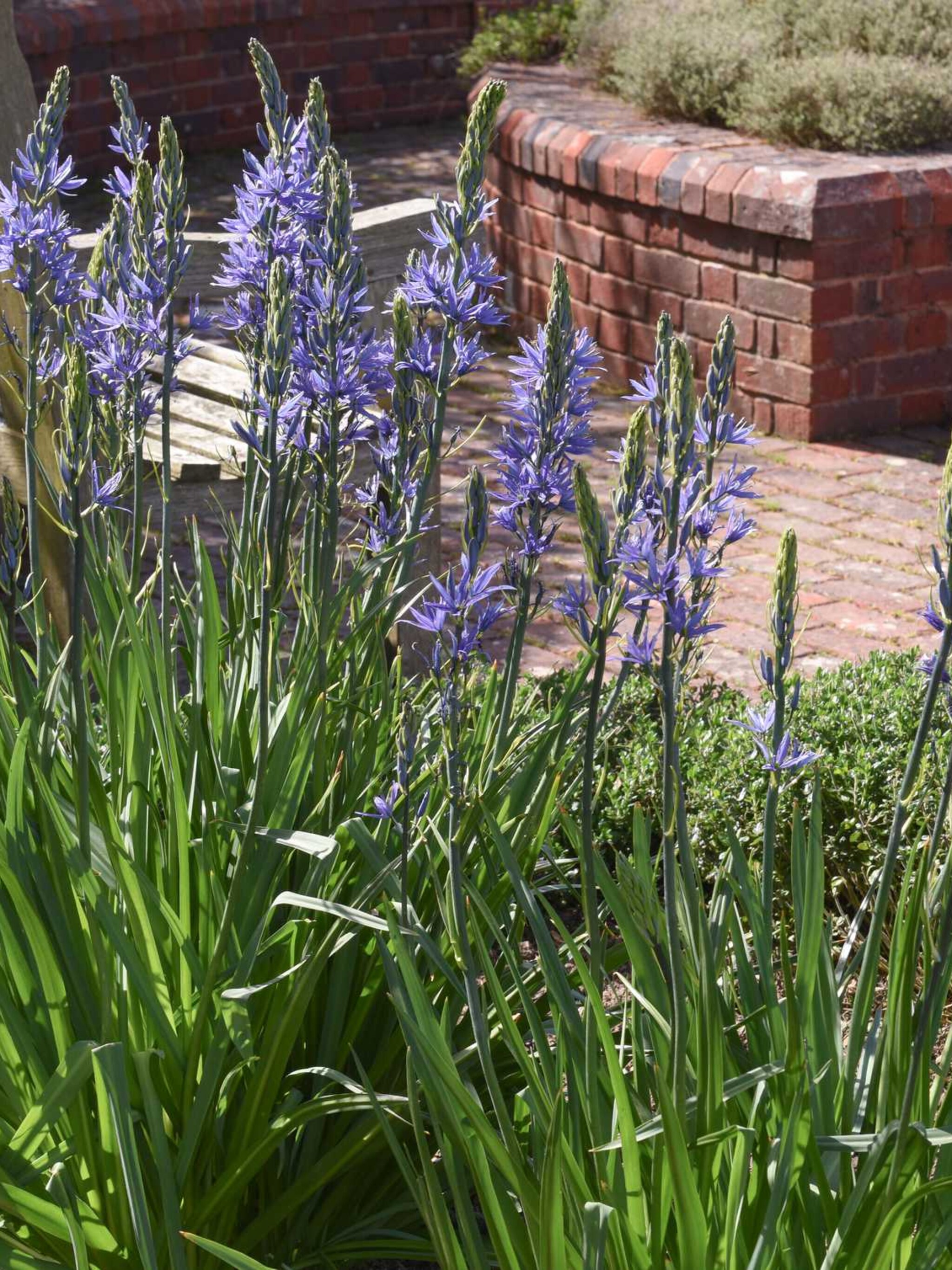 prairielelie camassia