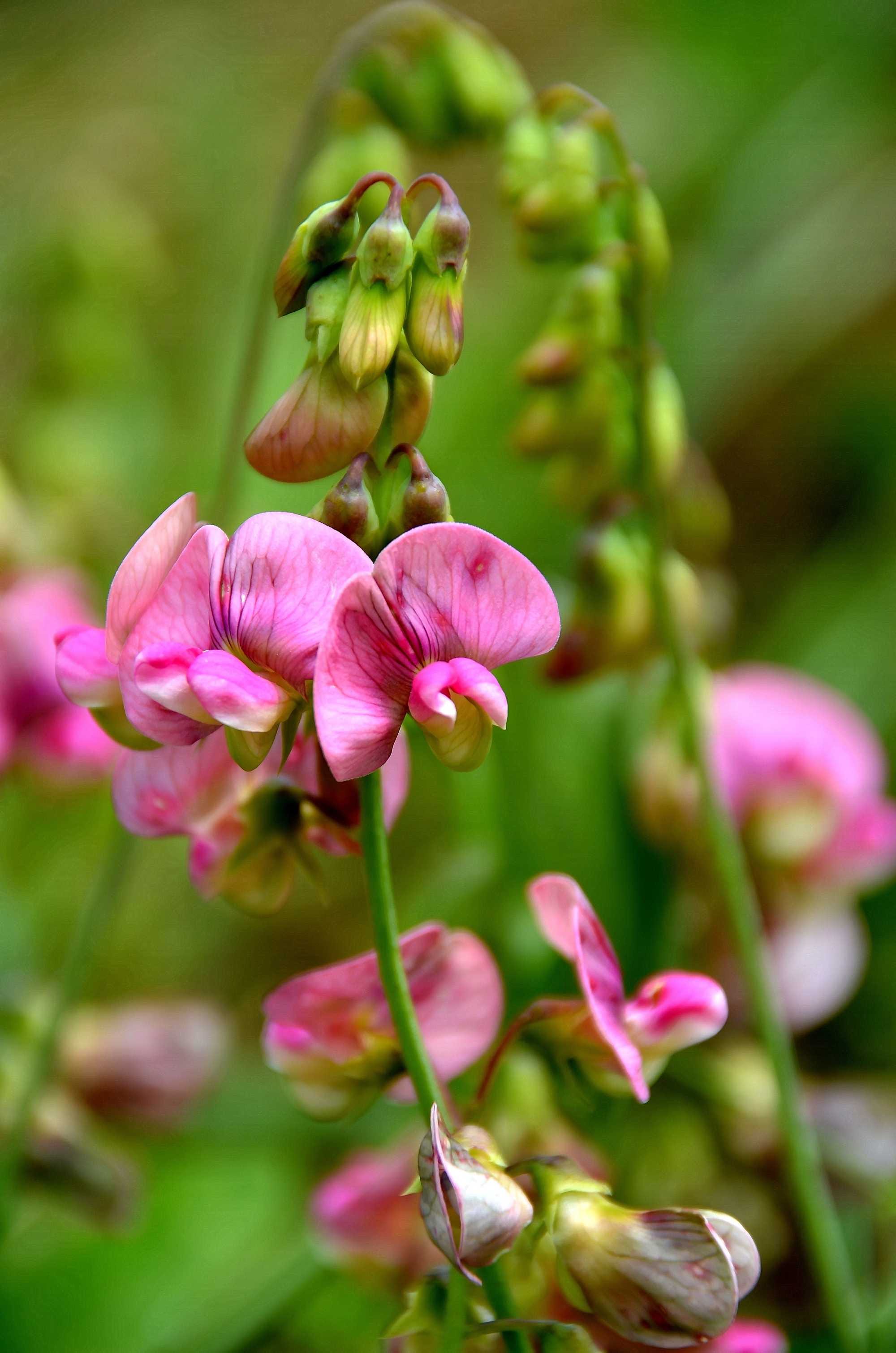 beeld vtwonen Shutterstock / Vladimir Mijailovic