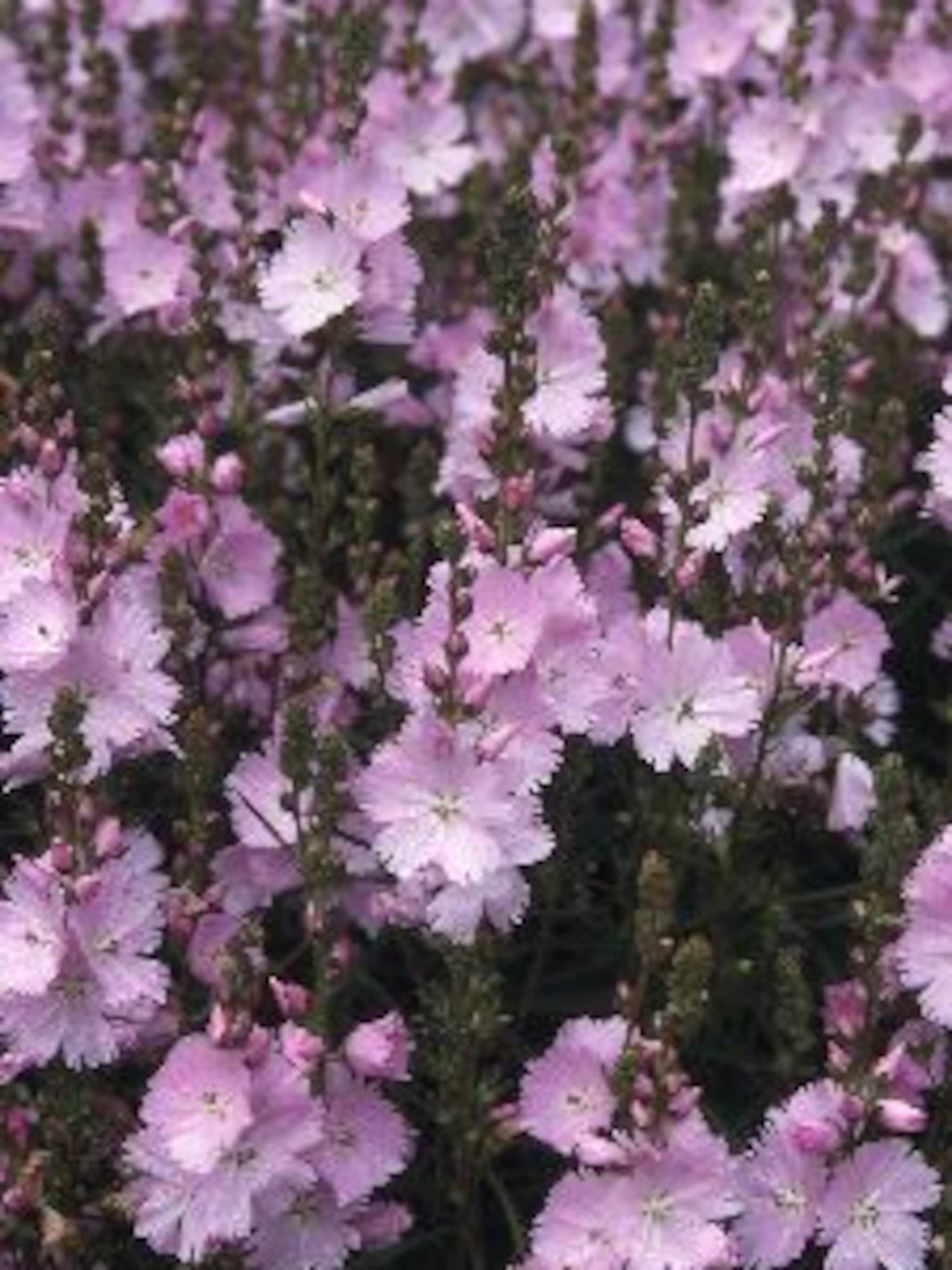 prairiemalva
