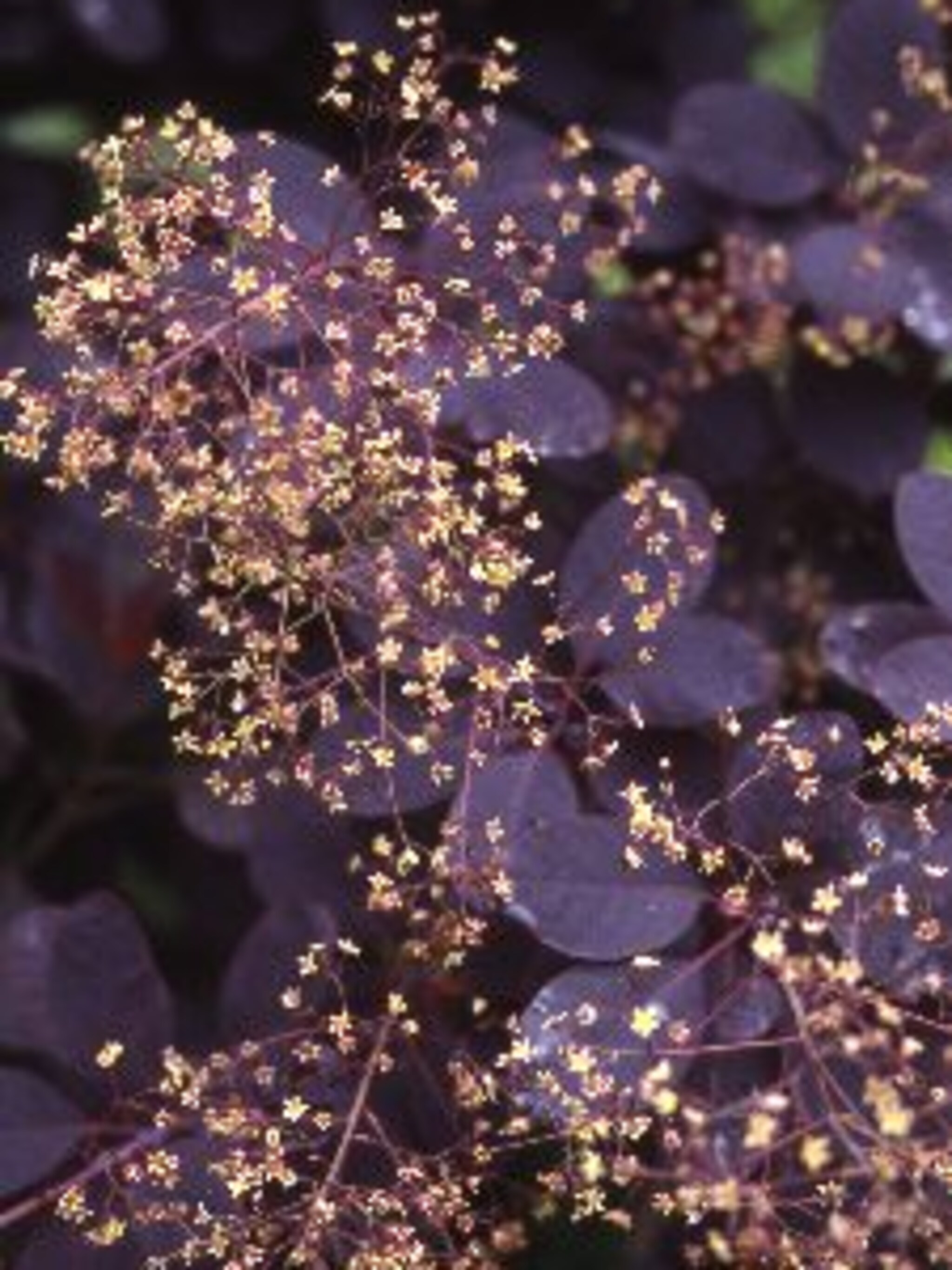 pruikenboom royal purple
