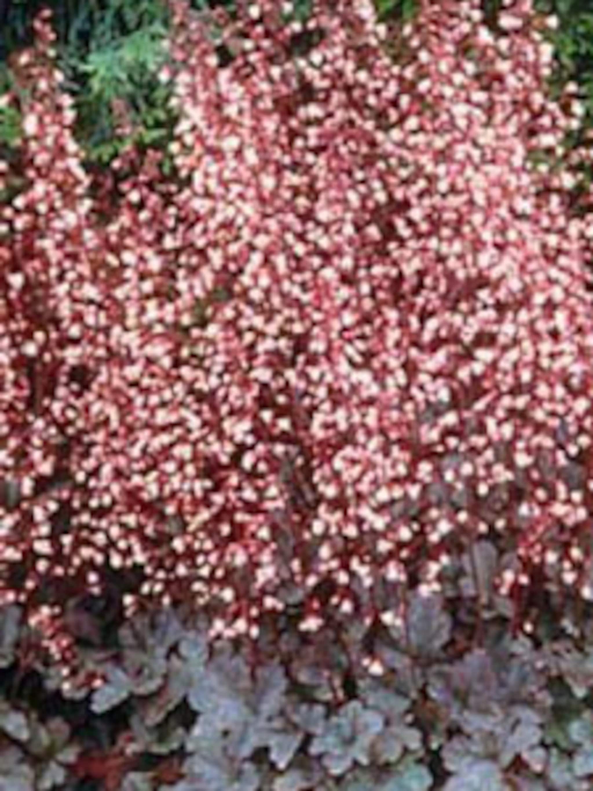 purperklokje petite marbled burgundy