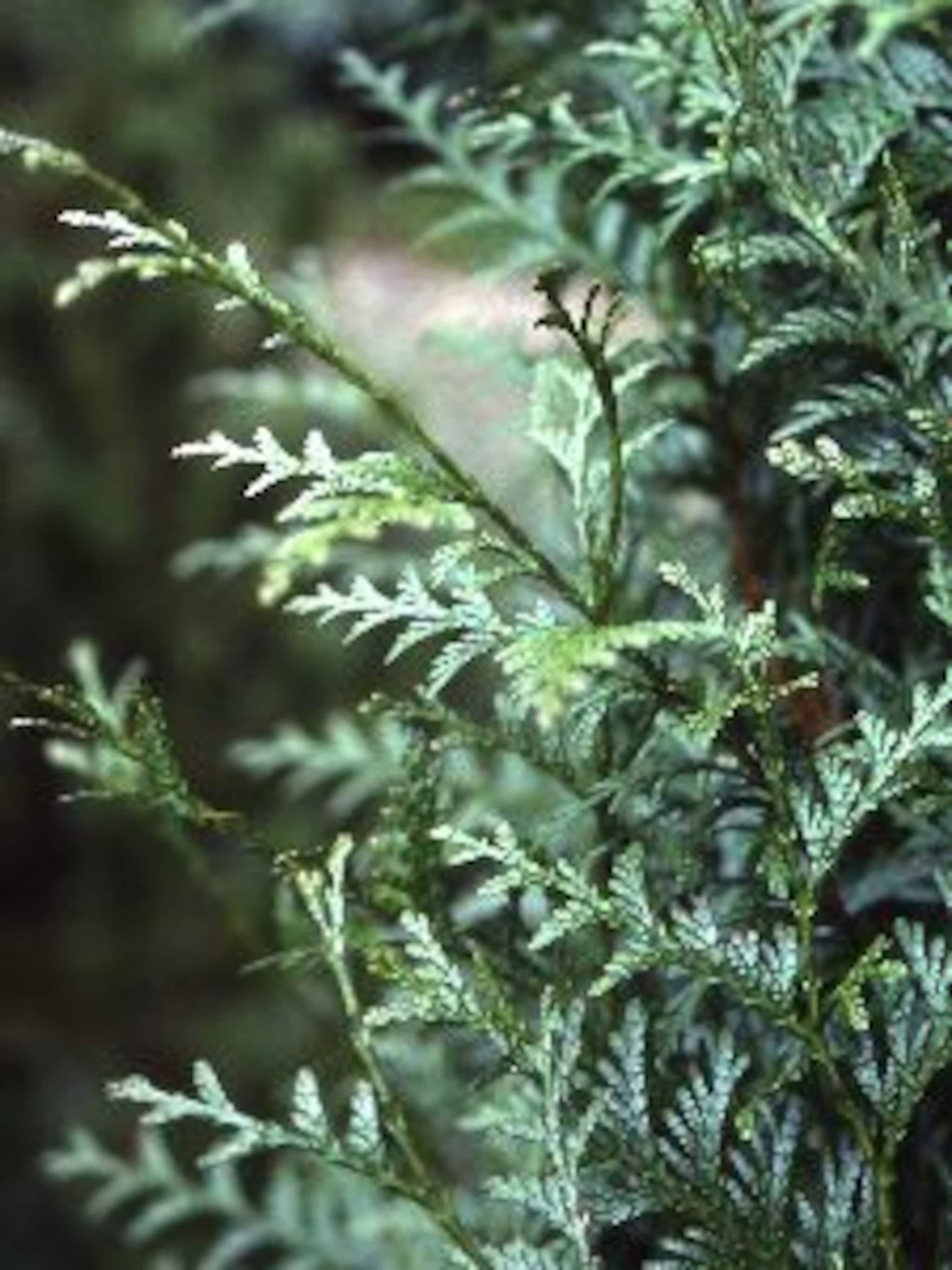 reuzenlevensboom atrovirens