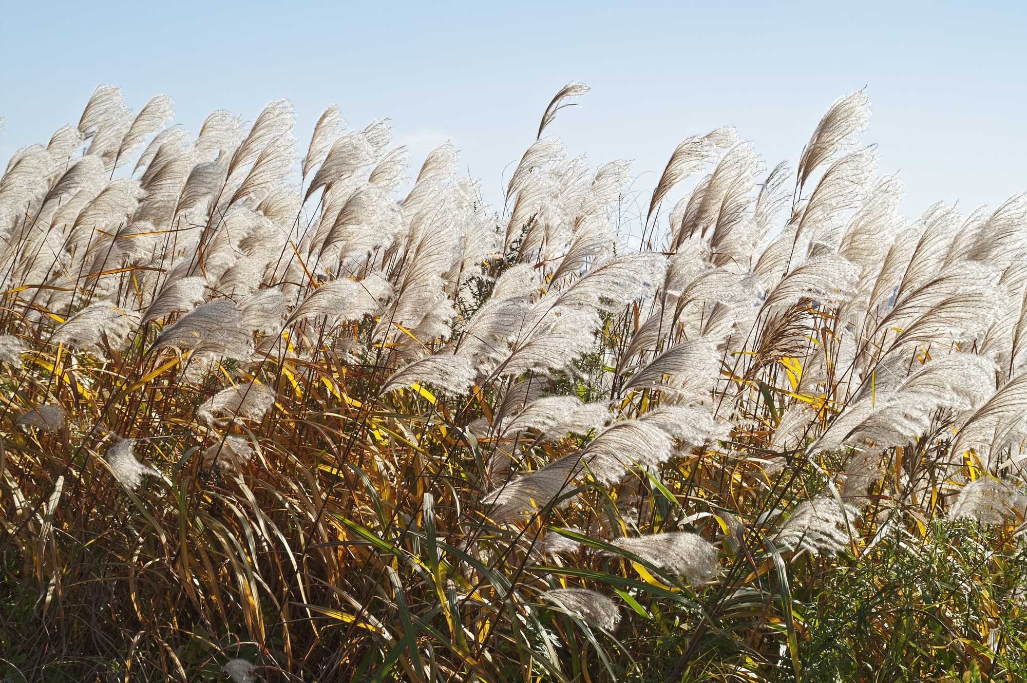 beeld vtwonen Shutterstock / Nikolay Kurzenko