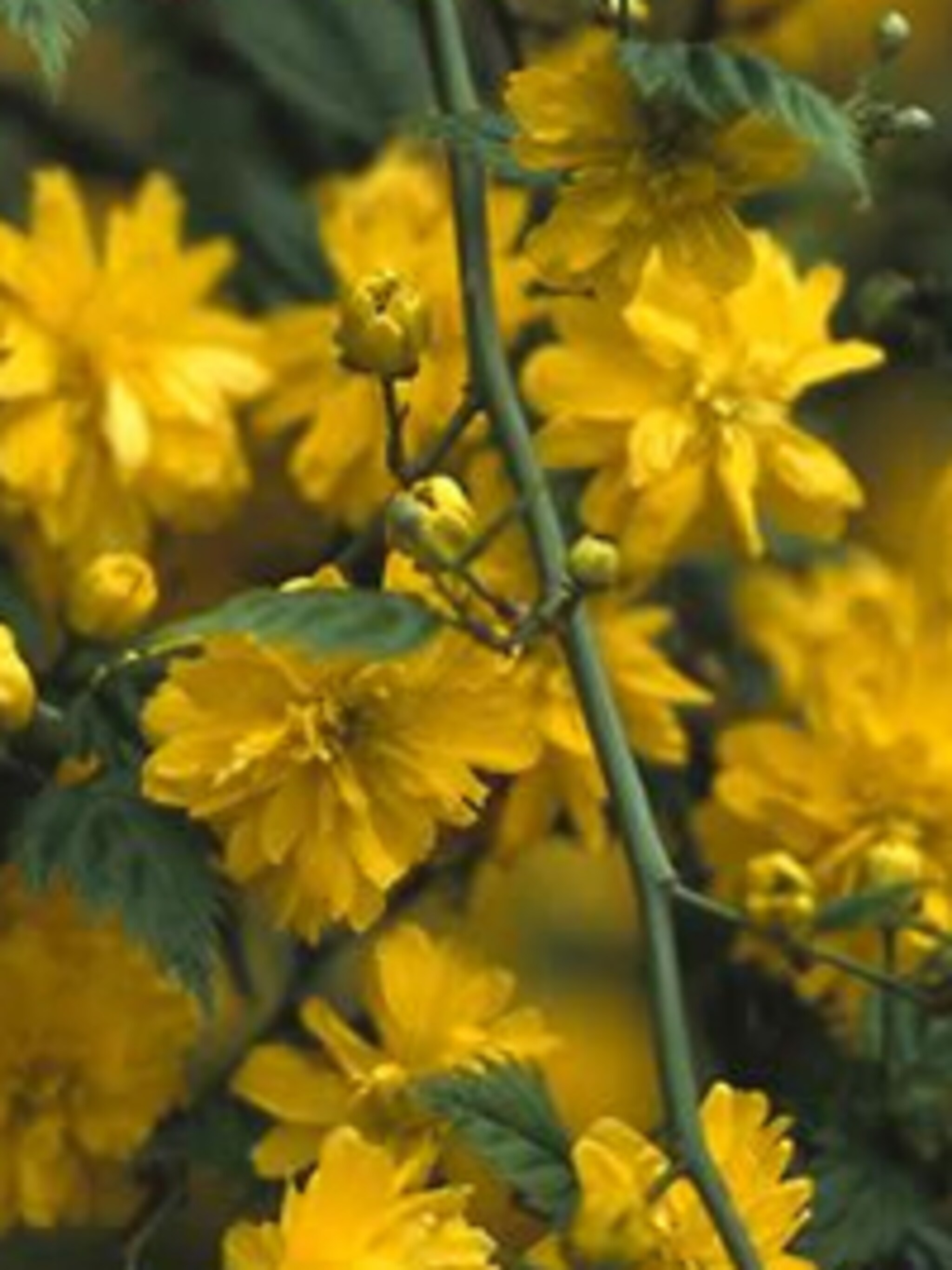ranonkelstruik pleniflora