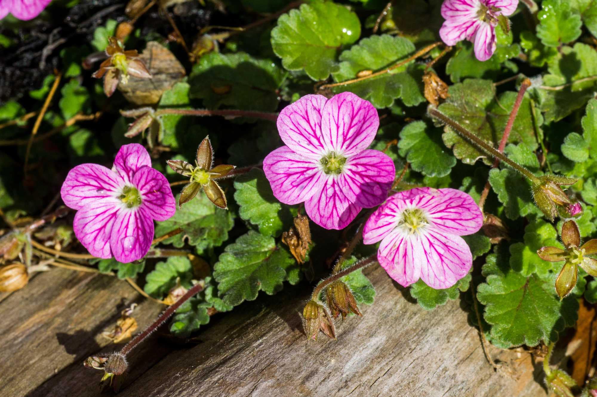 beeld vtwonen Shutterstock / Dave Denby