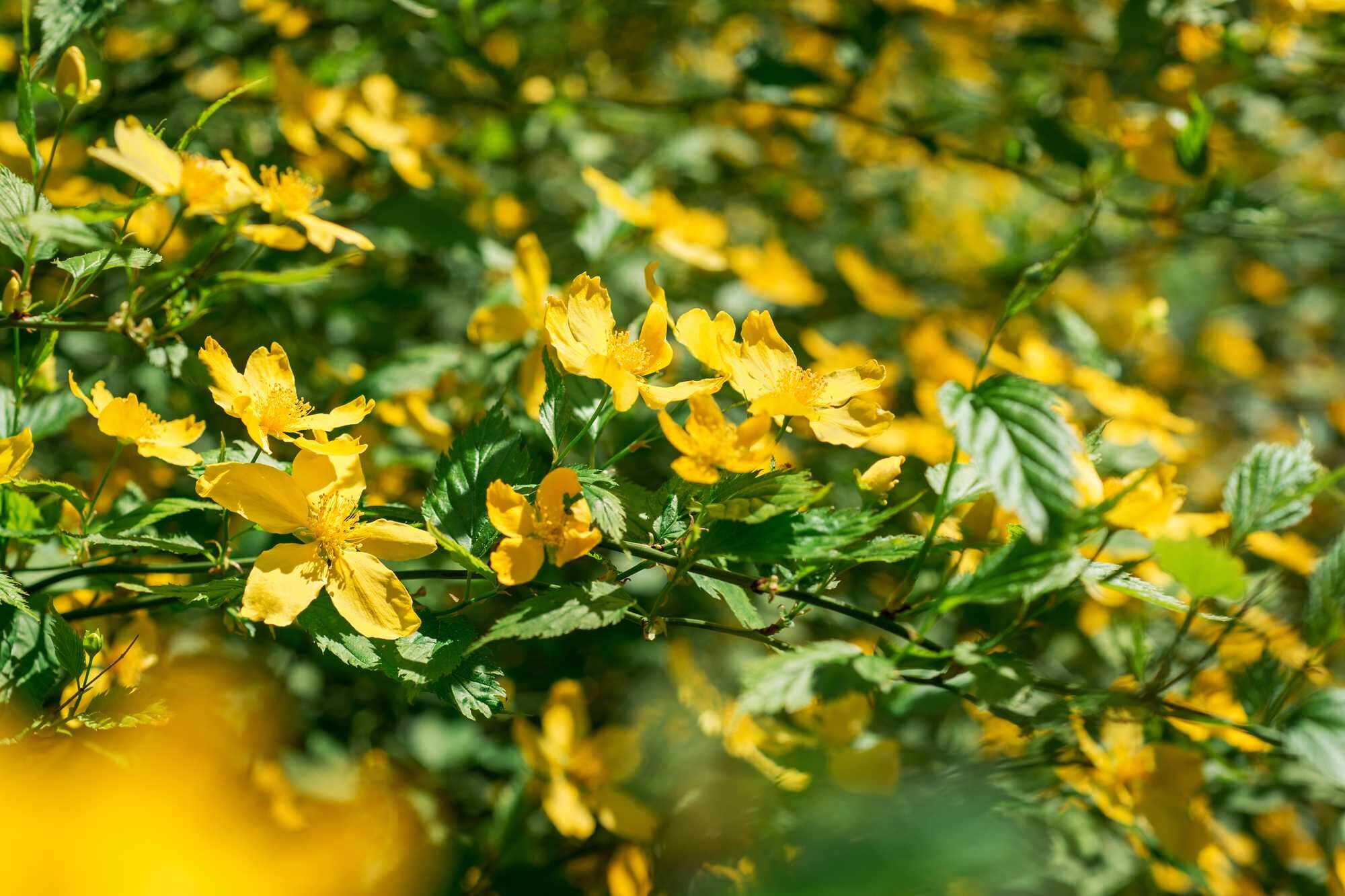 beeld vtwonen Shutterstock / Ottochka