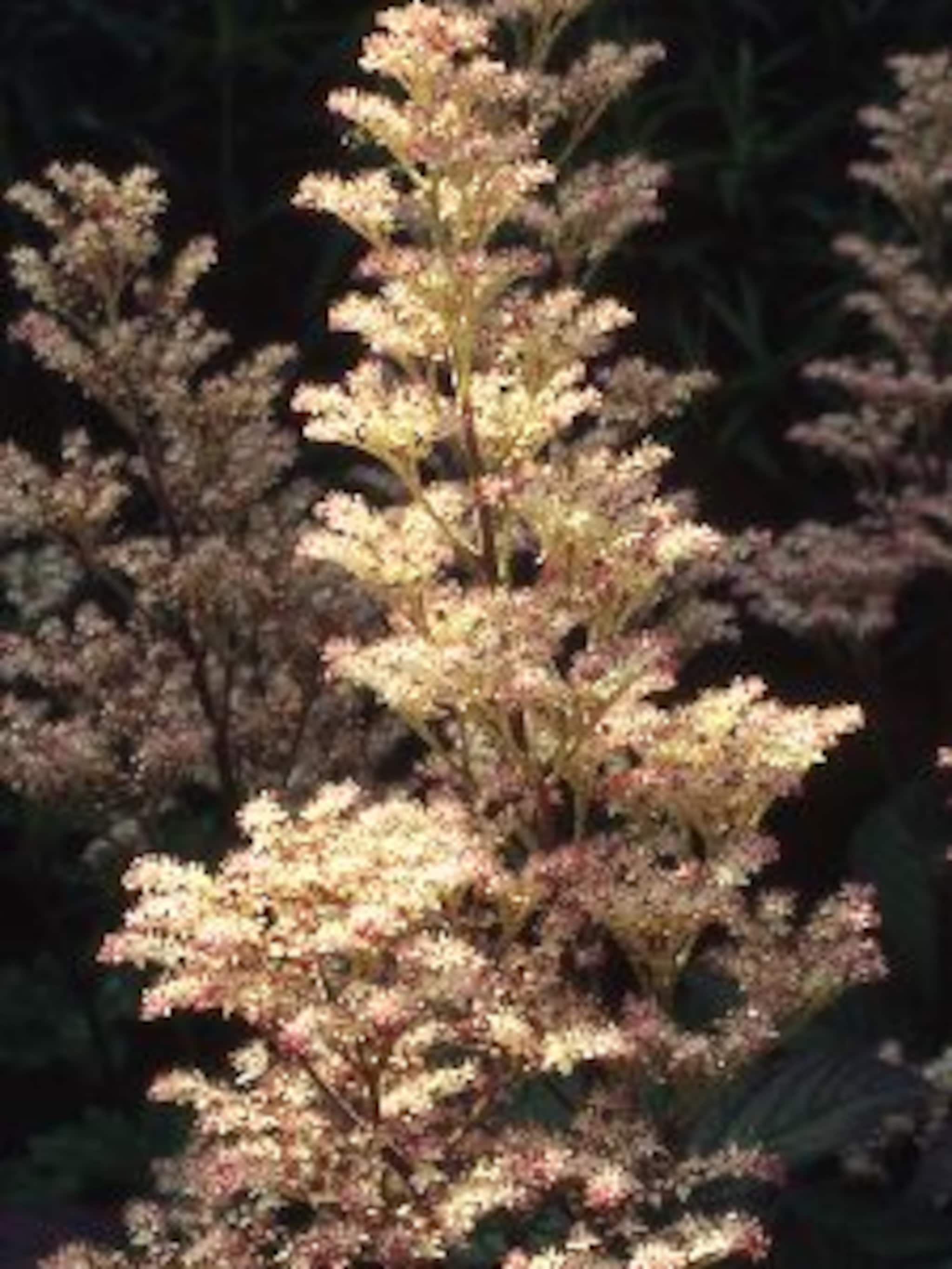 rodgersia elegans