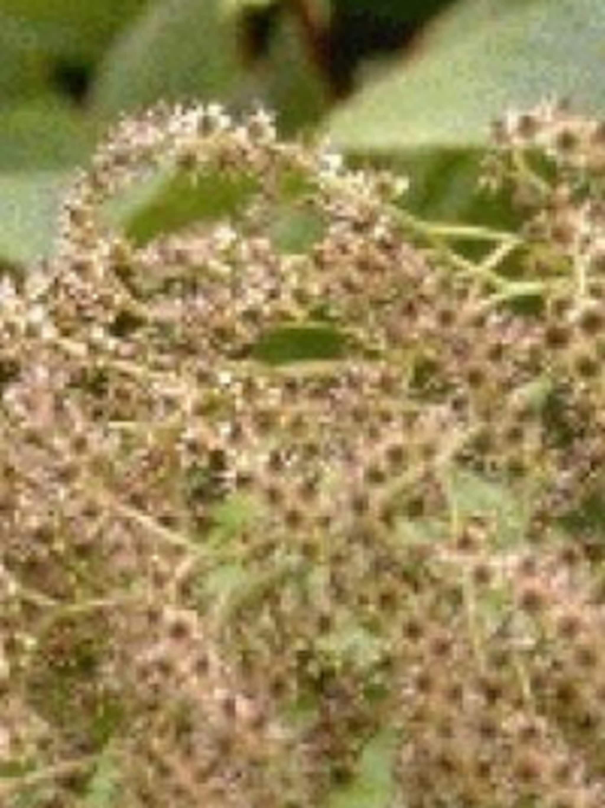rodgersia