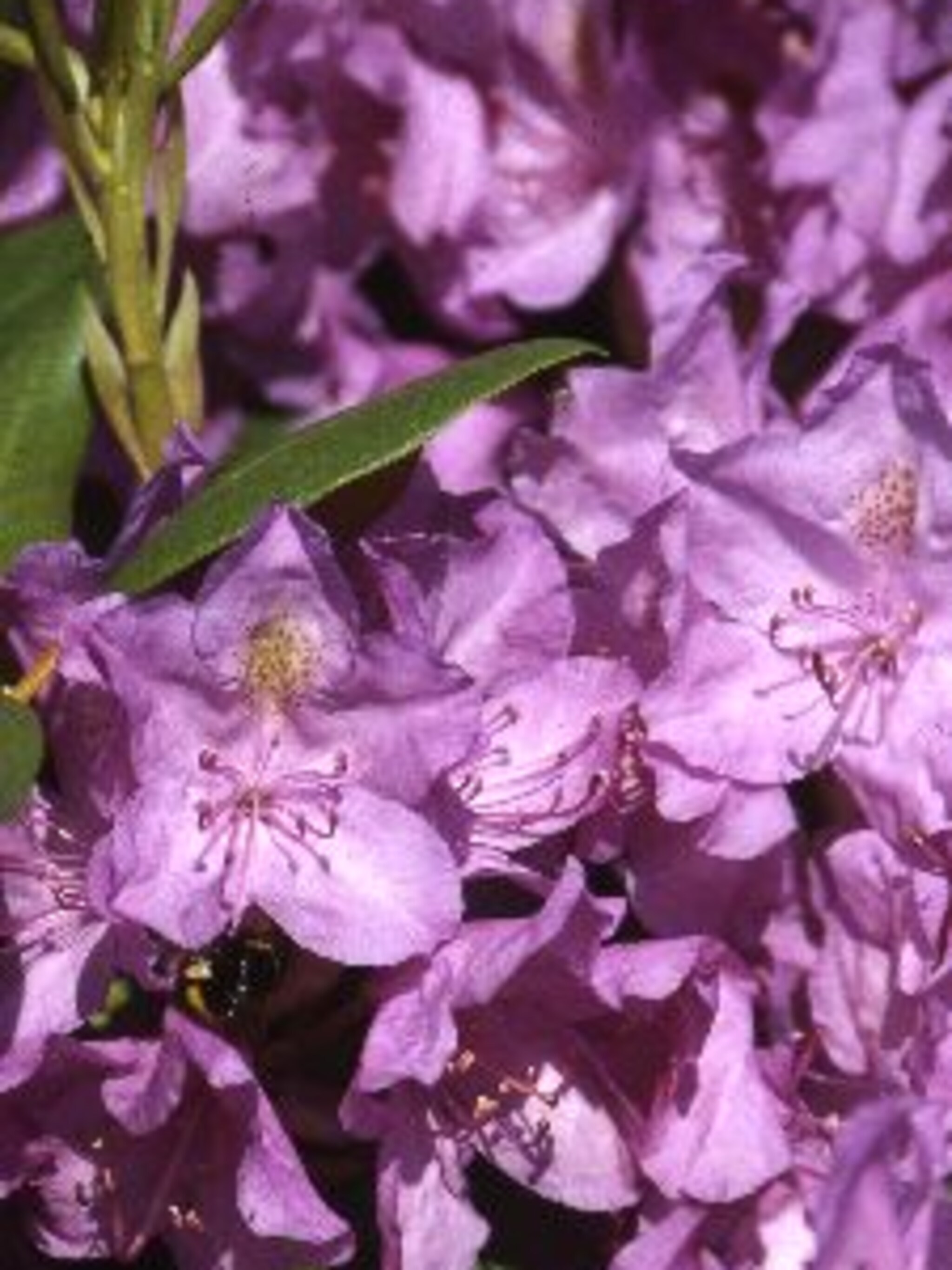rododendron boursault