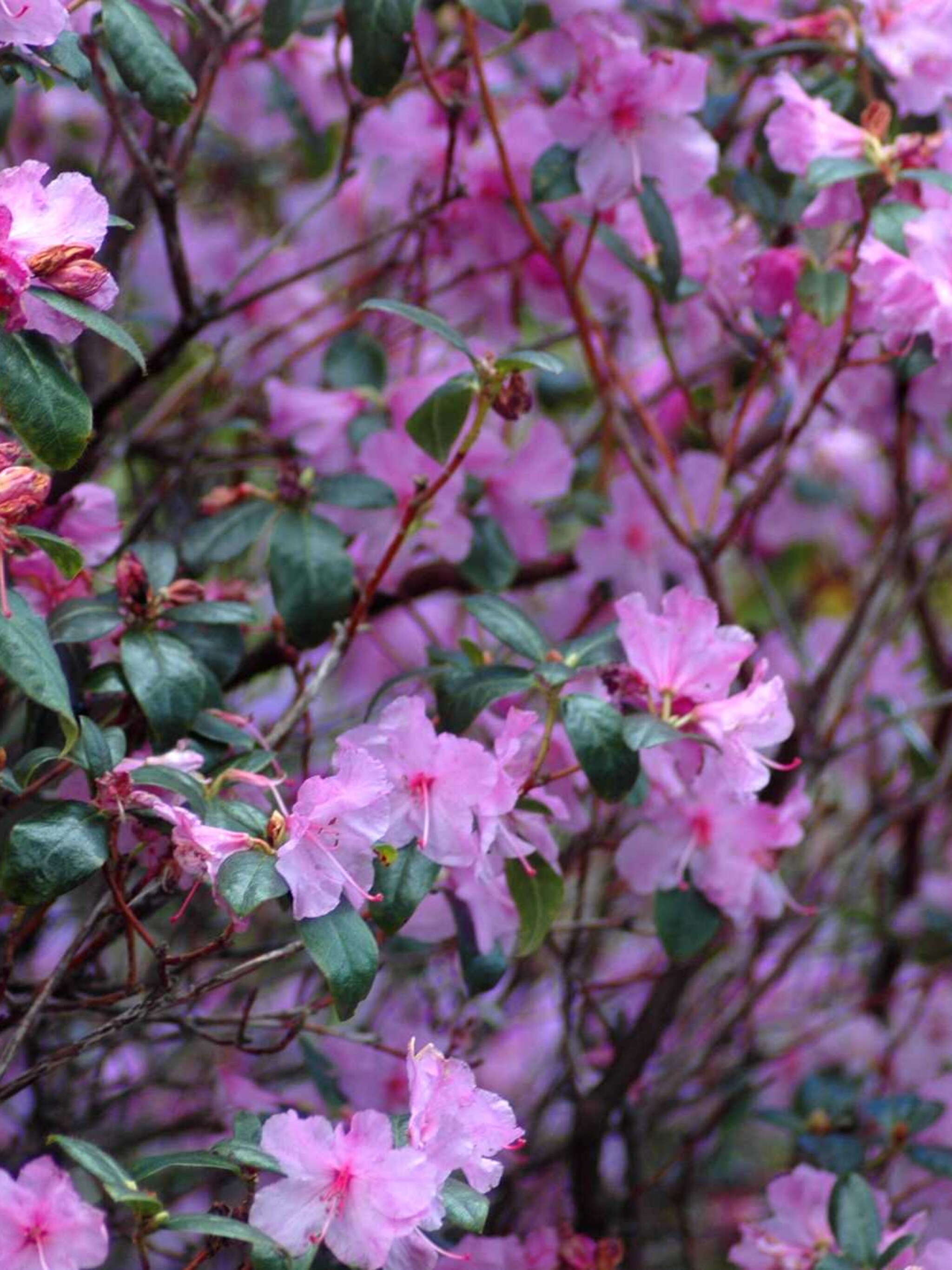 rododendron praecox