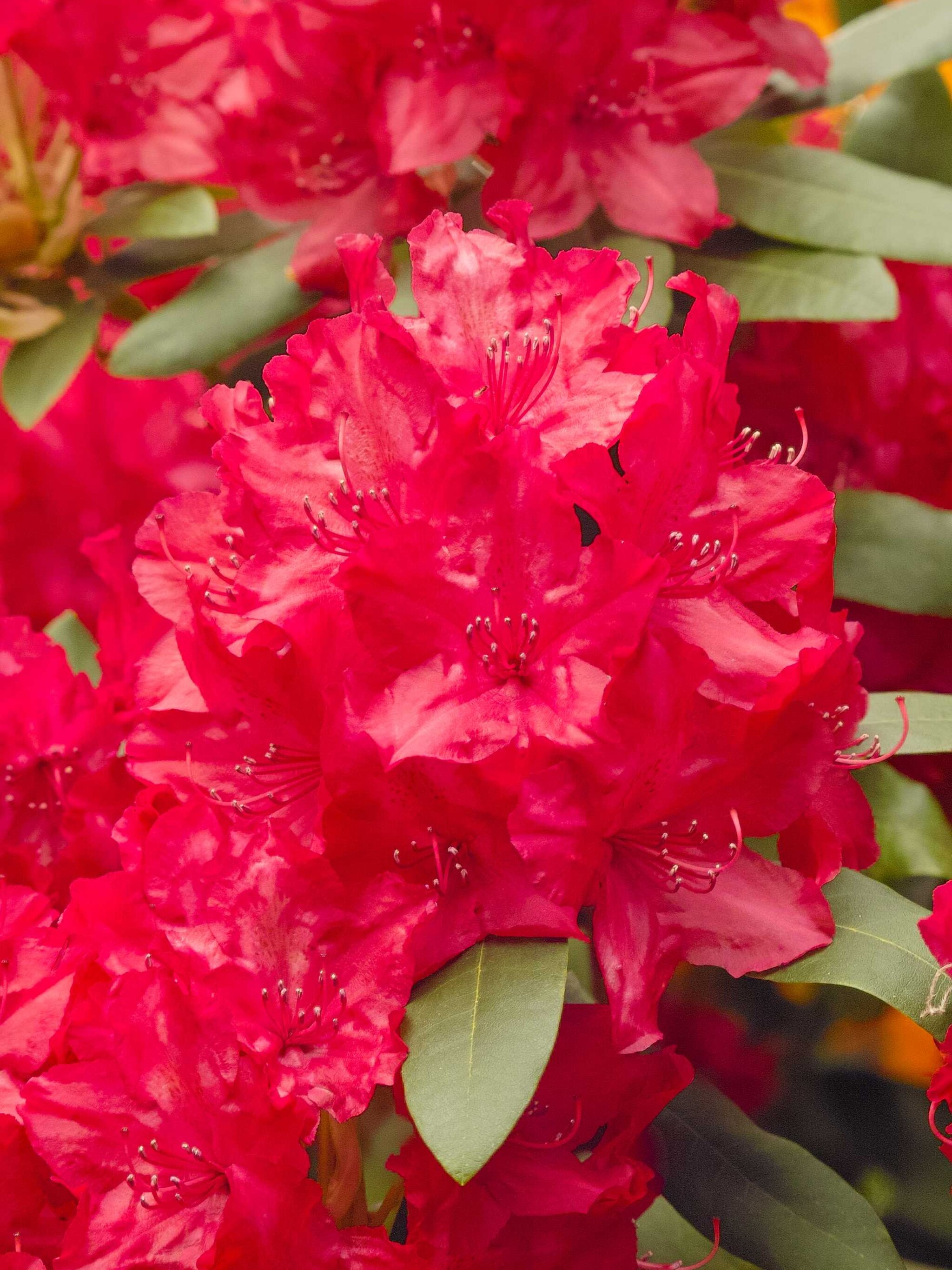 rododendron diamant rot