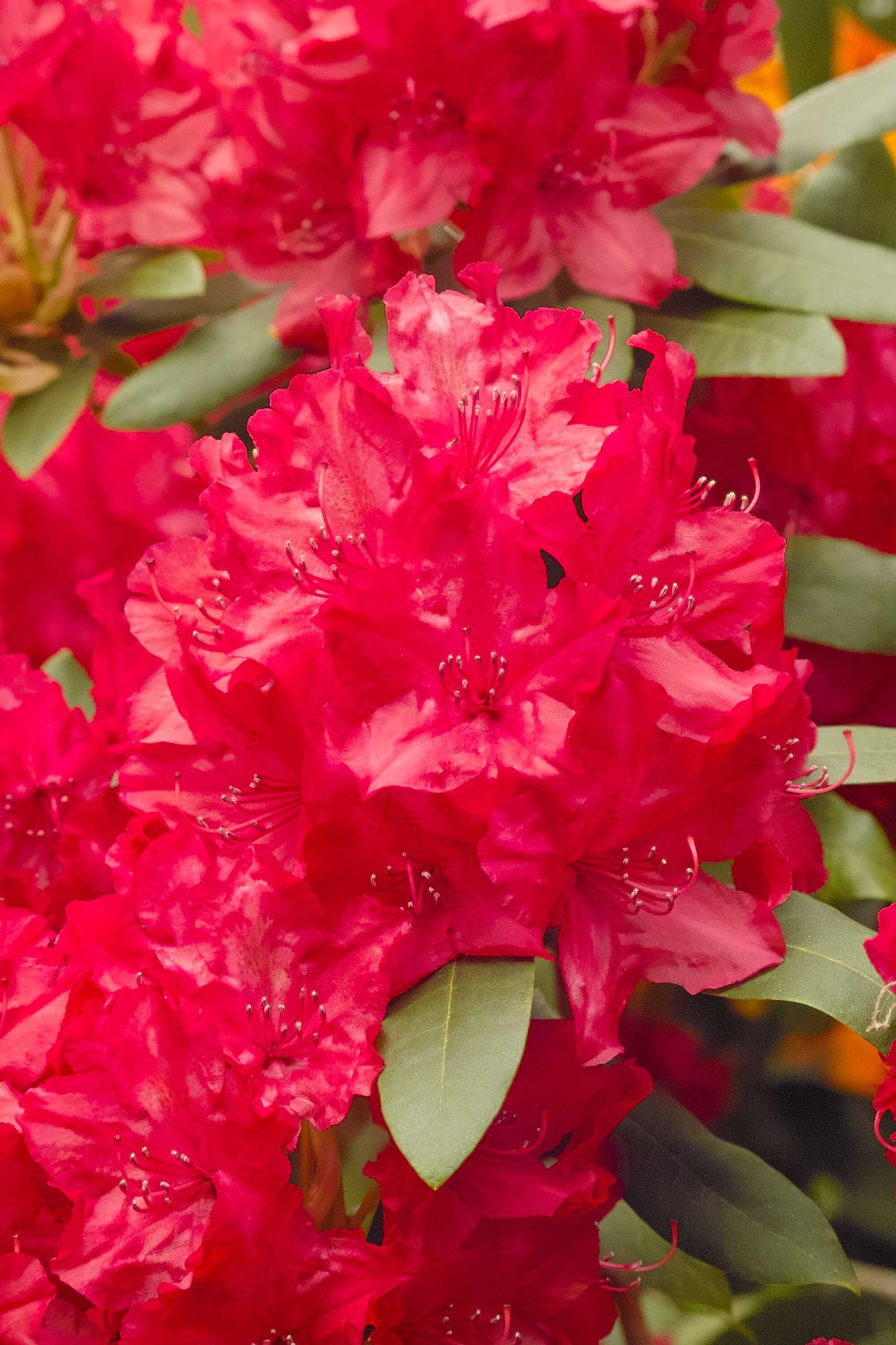 beeld vtwonen Shutterstock / Ole Schoener