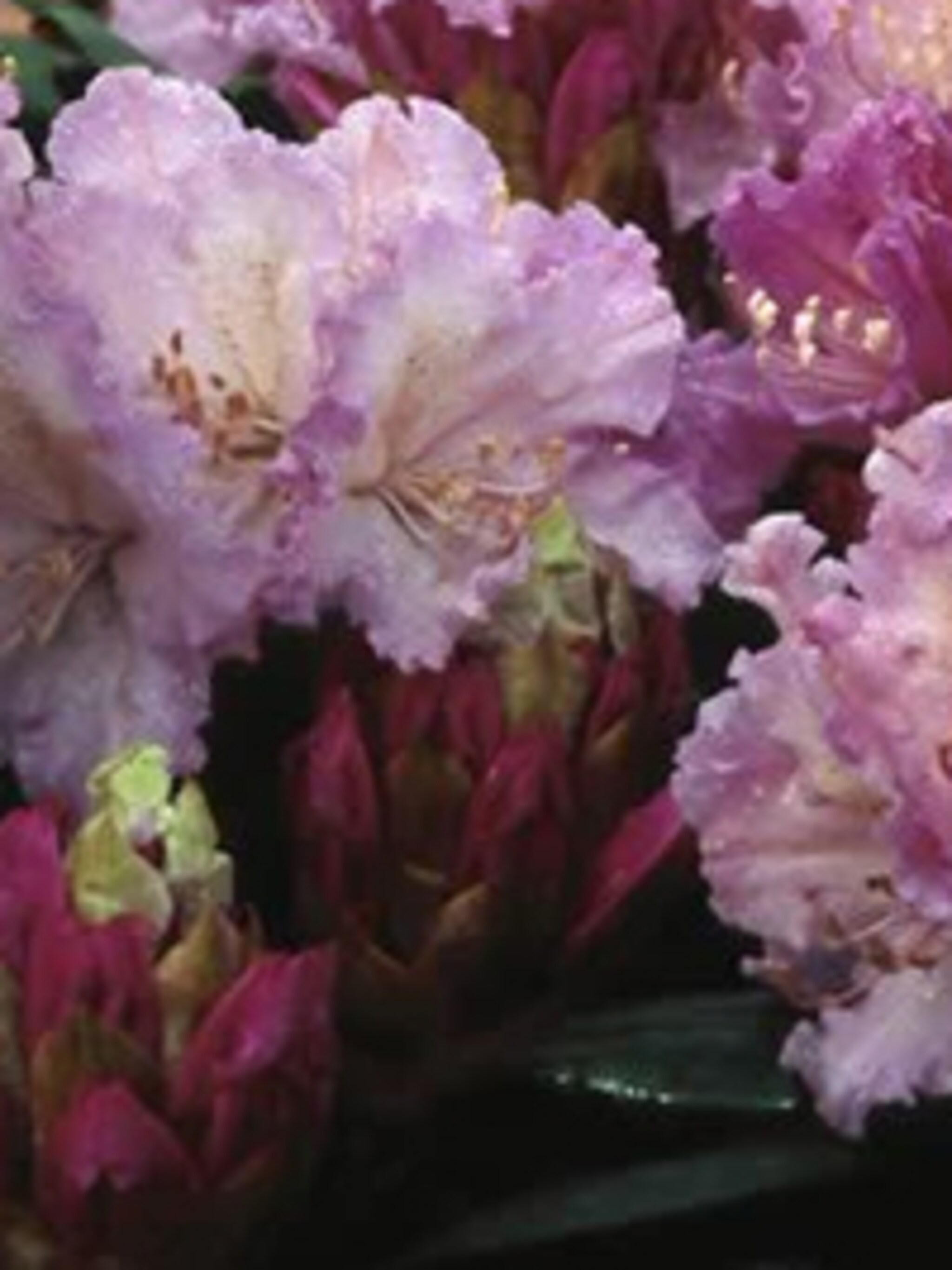 rododendron caroline allbrook