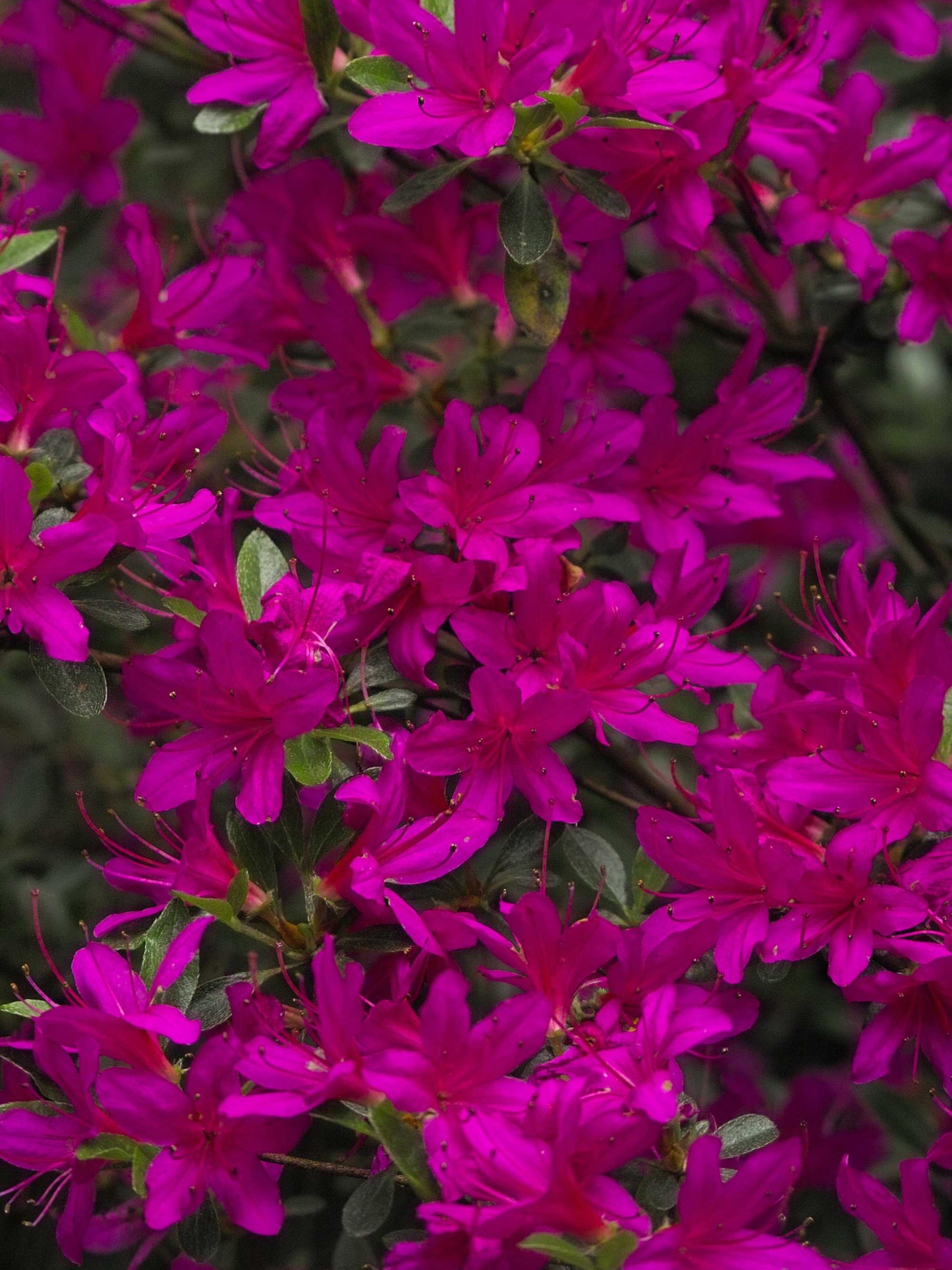 rododendron hatsugiri