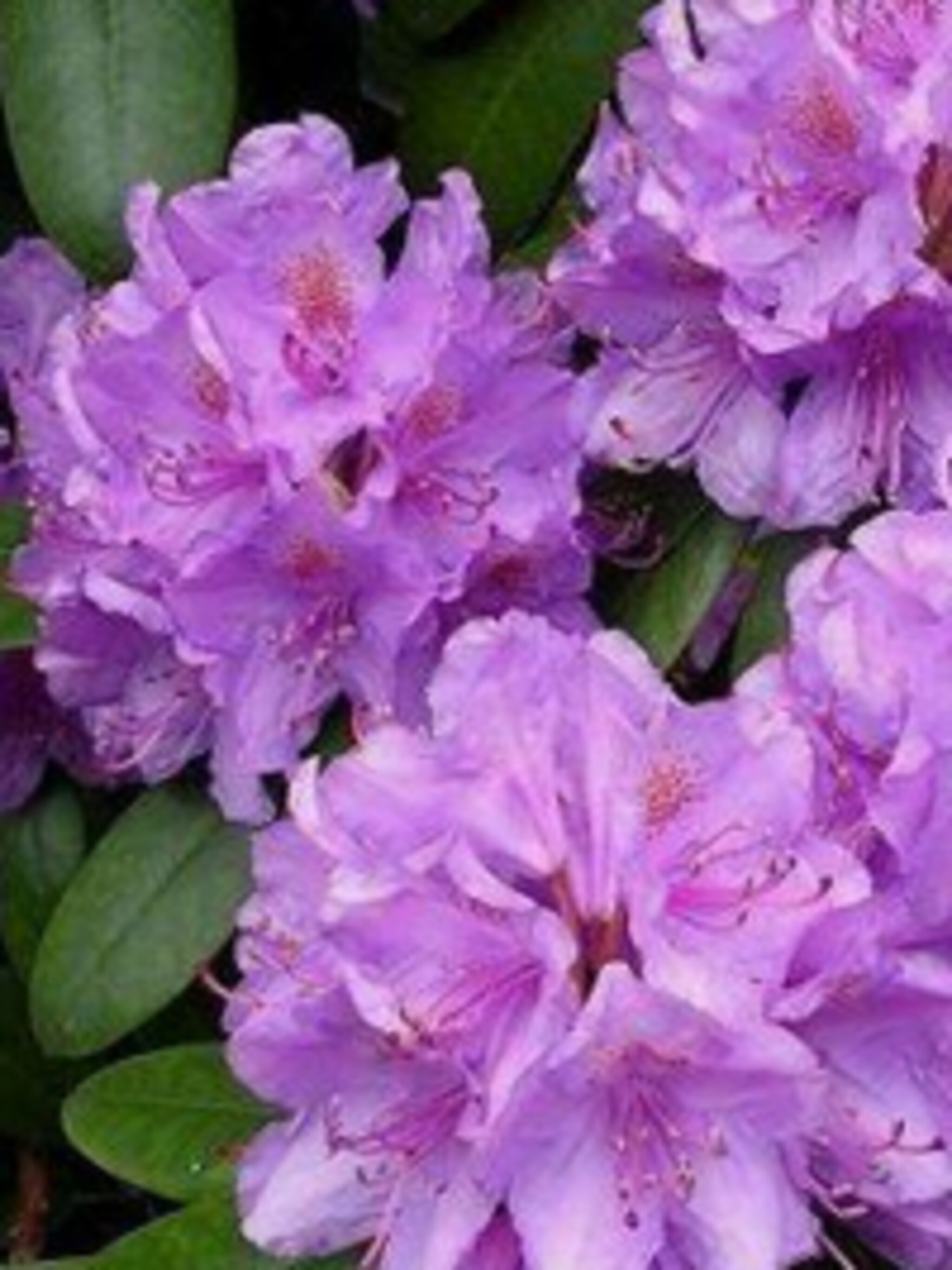 rododendron lee s dark purple