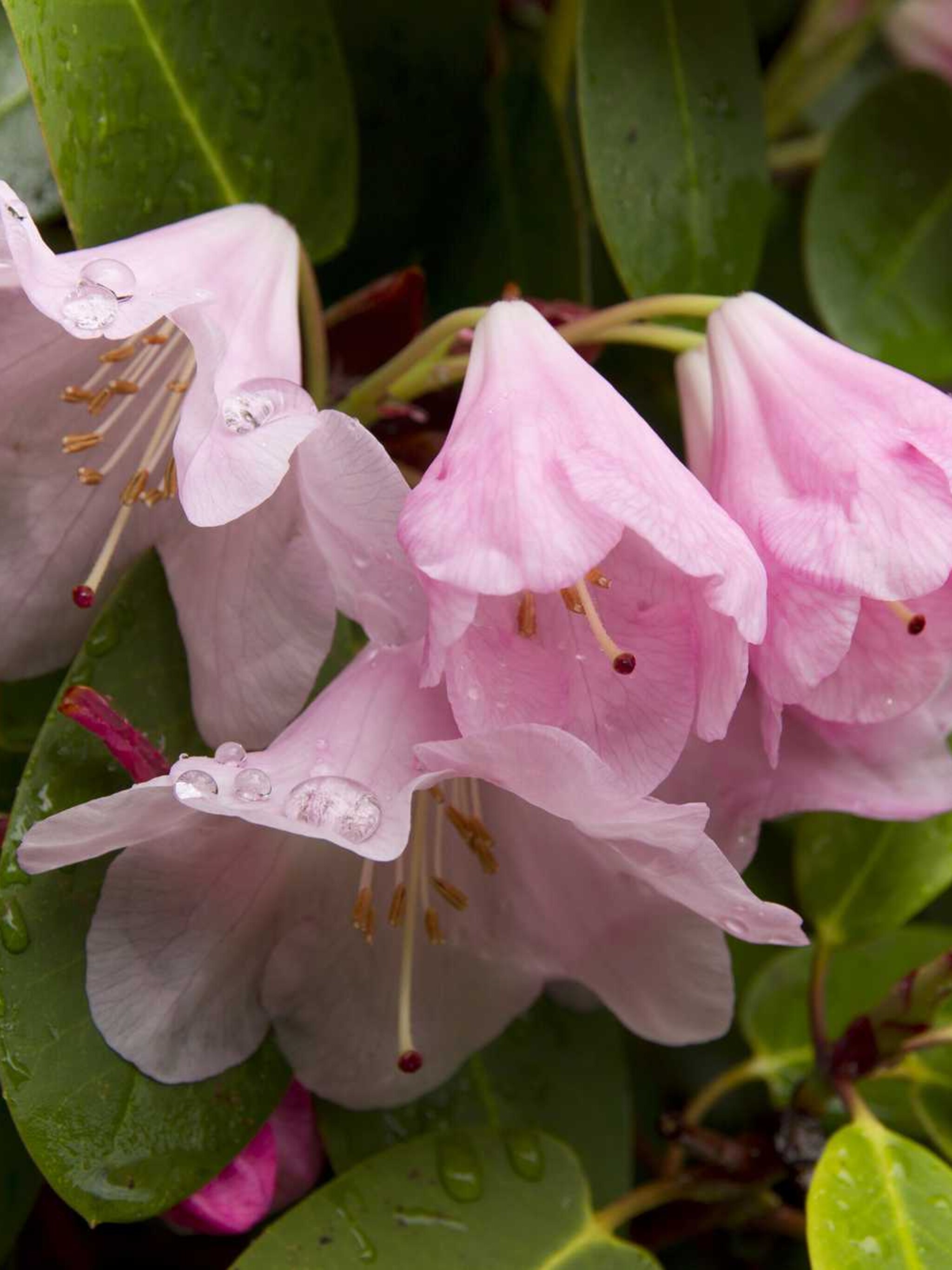 rododendron apple blossom