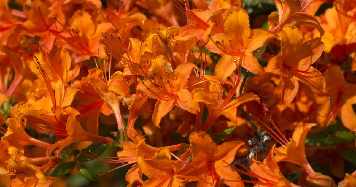 rhododendron easydendron Rhododendron 'Bellini' Sanftgelb kaufen