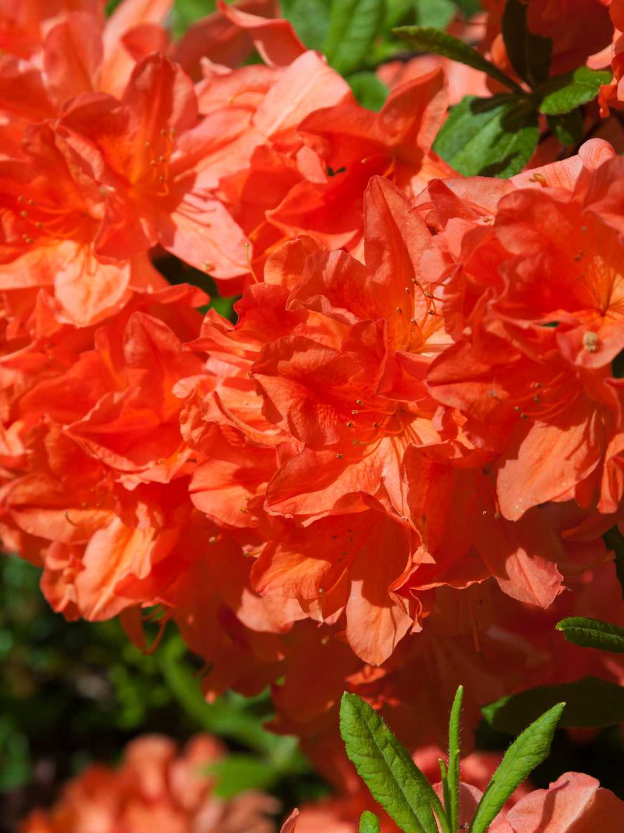 rododendron koster s briljant red