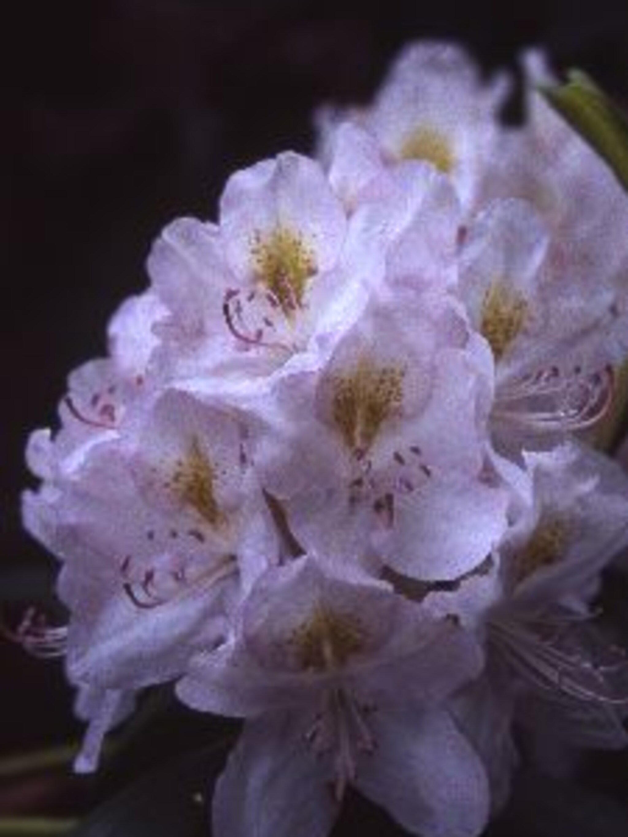 rododendron album