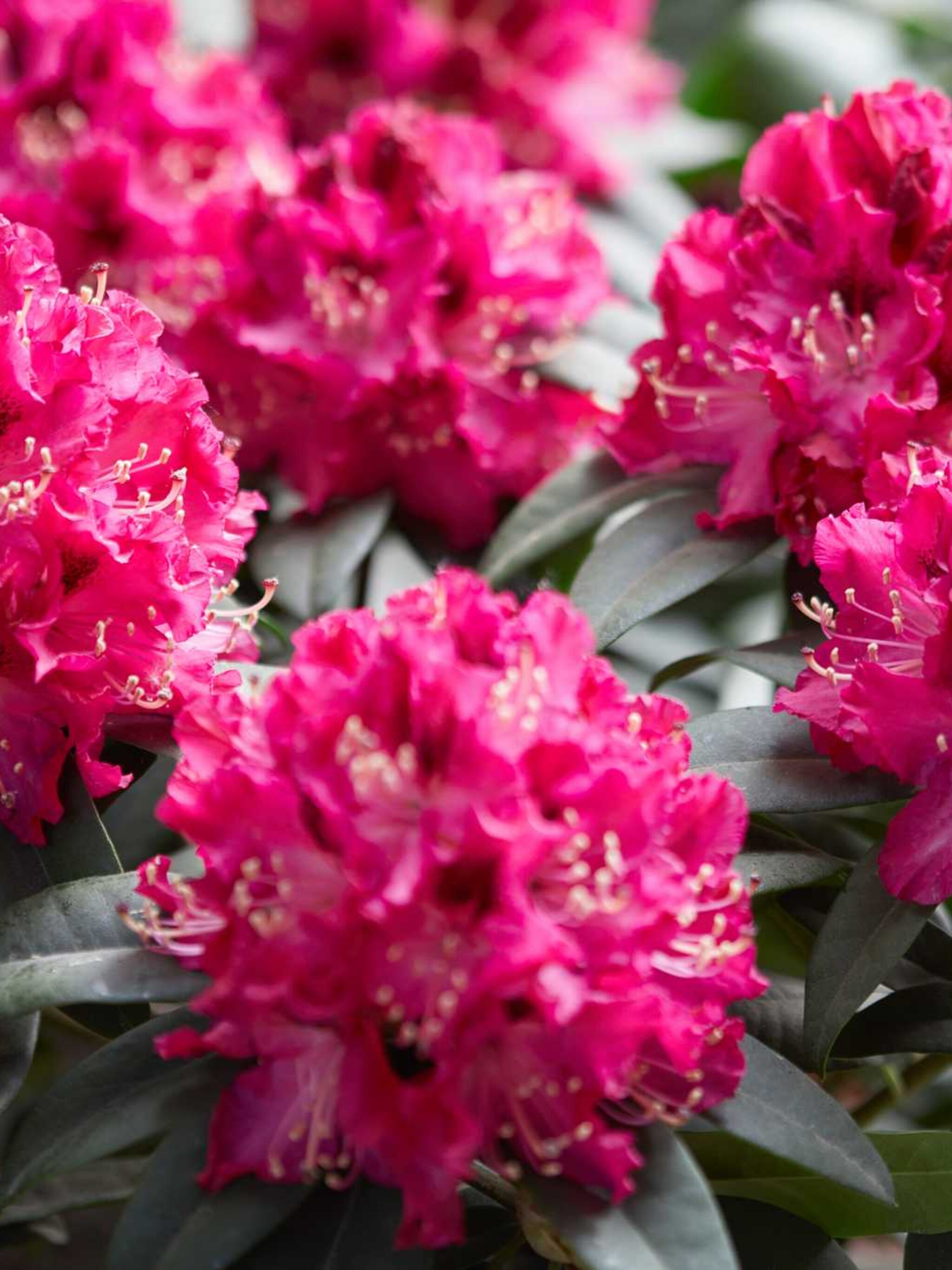rododendron anna rose whitney