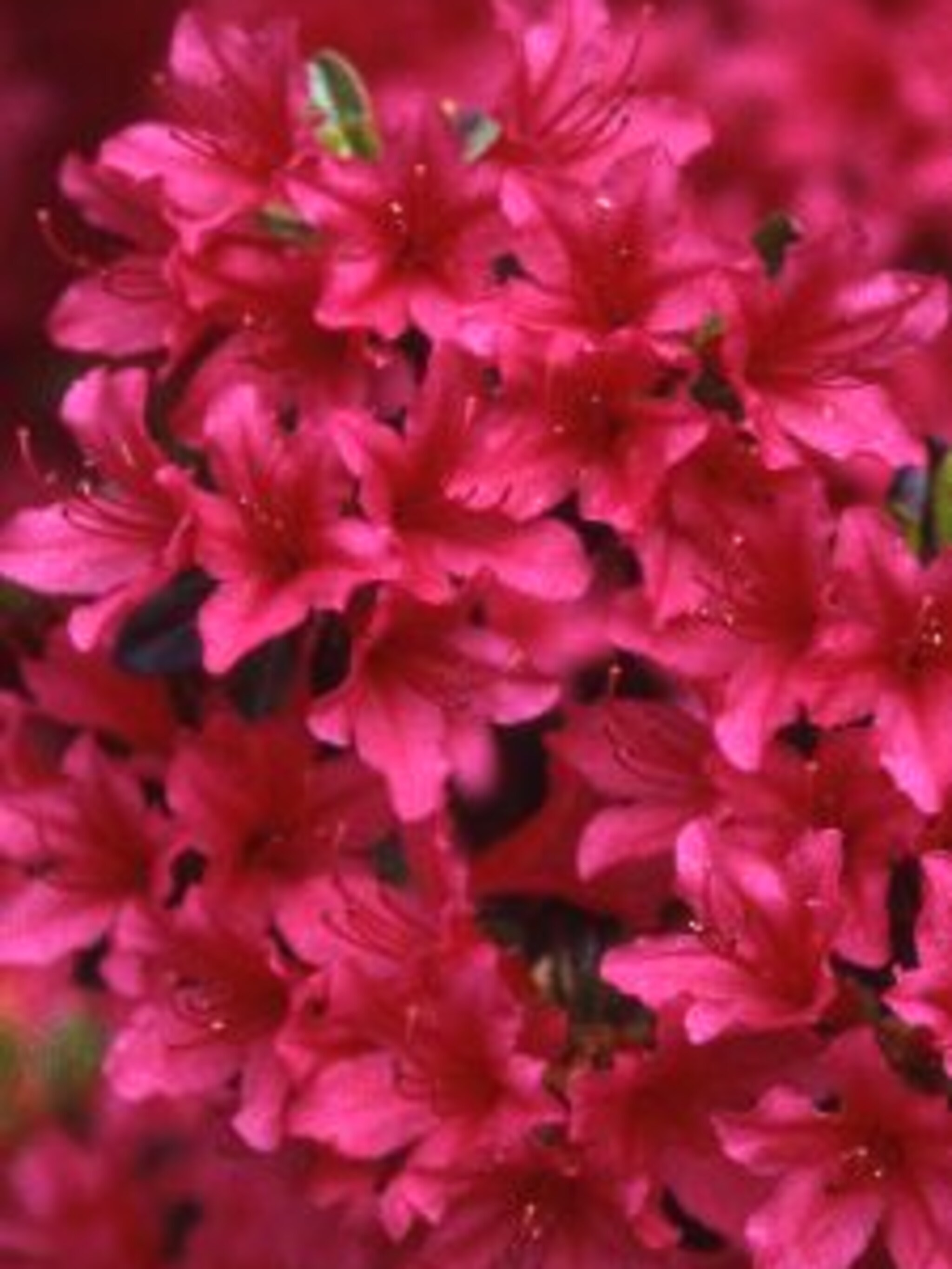 rododendron vuyk s scarlet