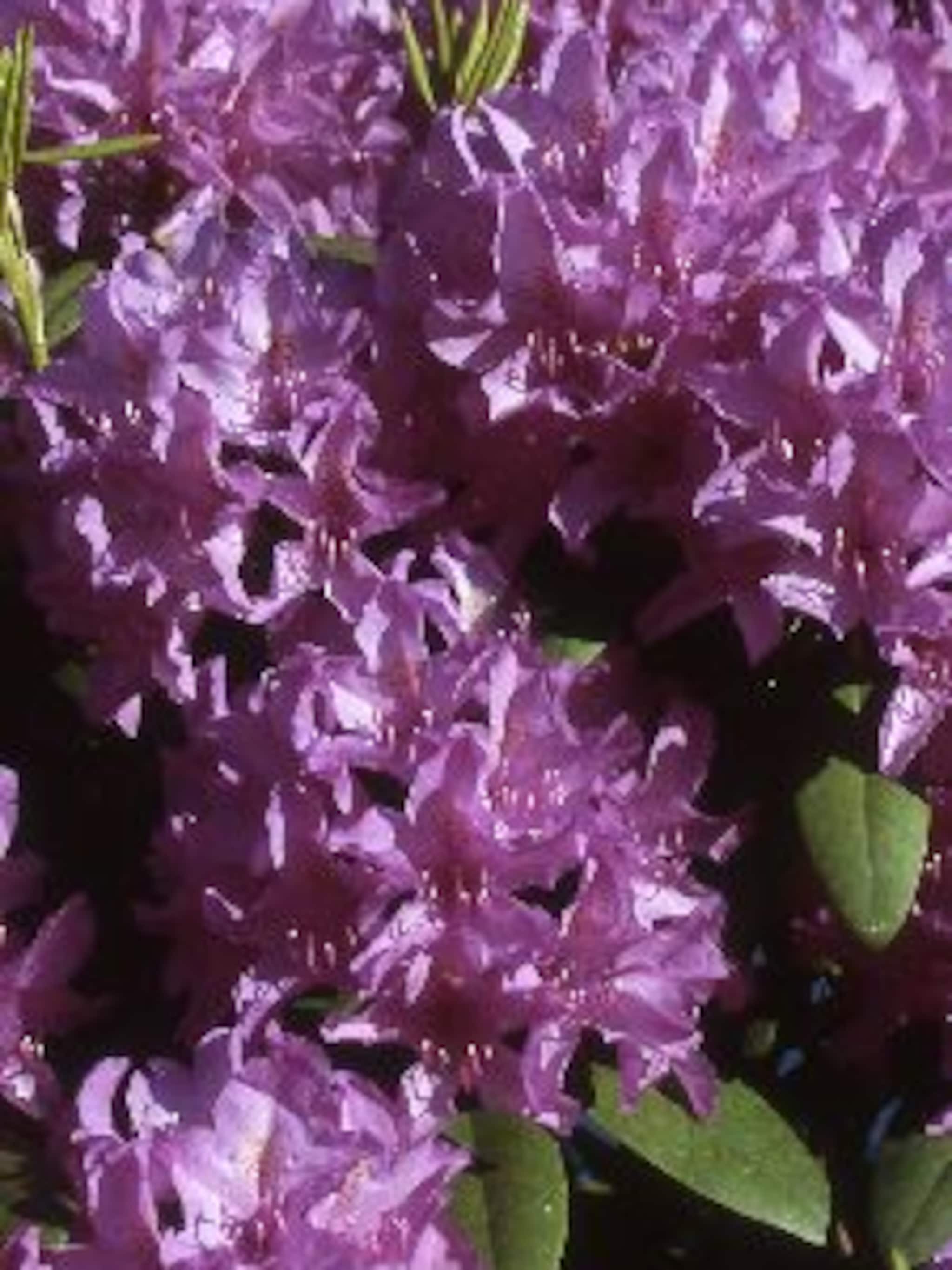 rododendron grandiflorum
