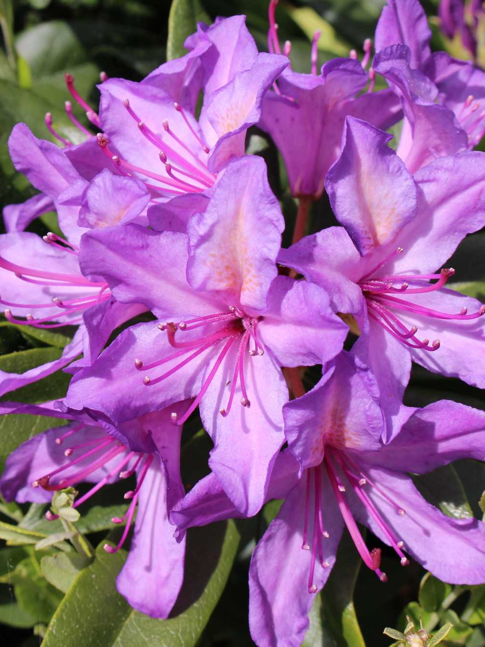 rododendron blue danube